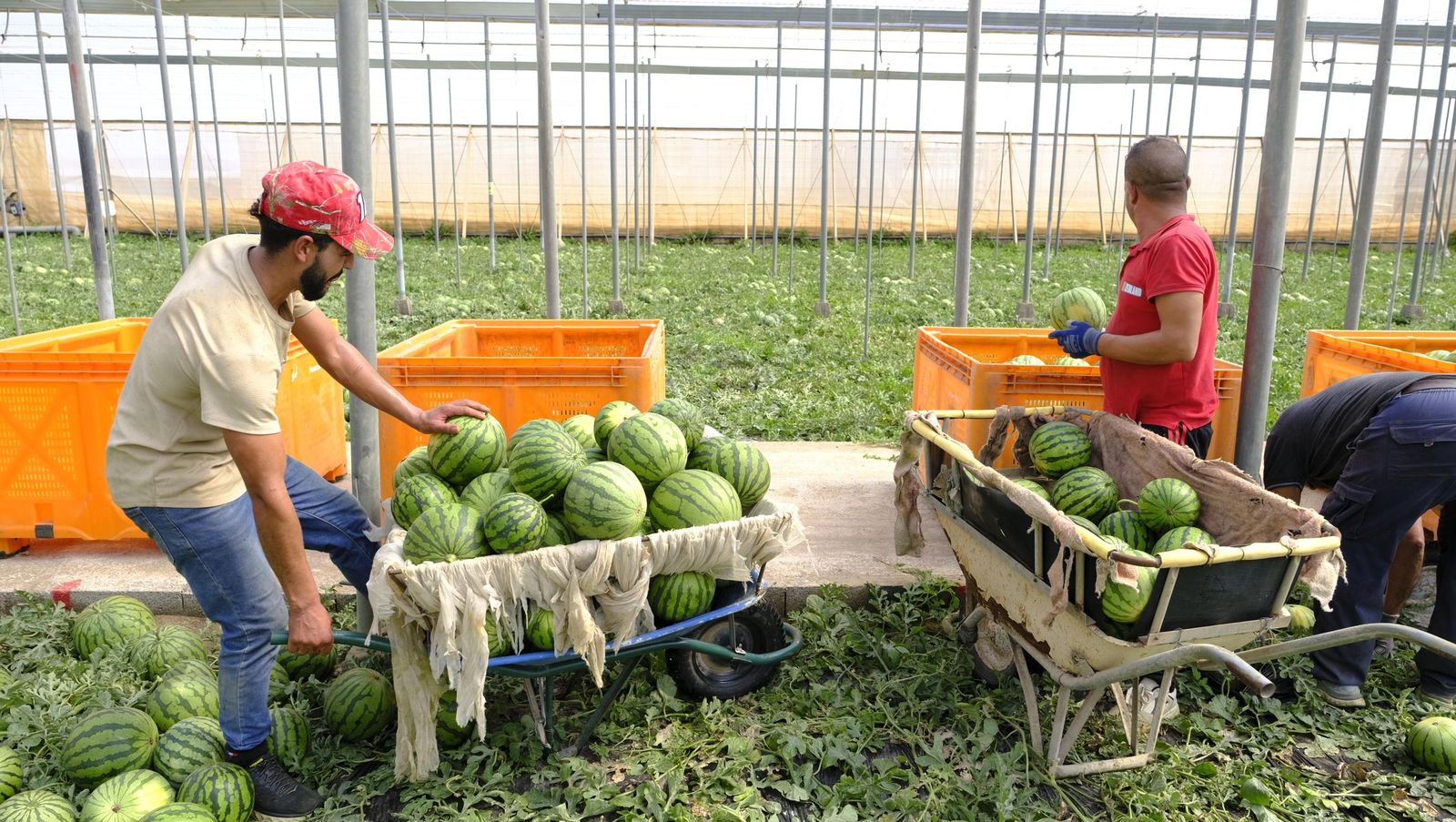 Imágenes de las primeras sandías que salen de Almería esta campaña