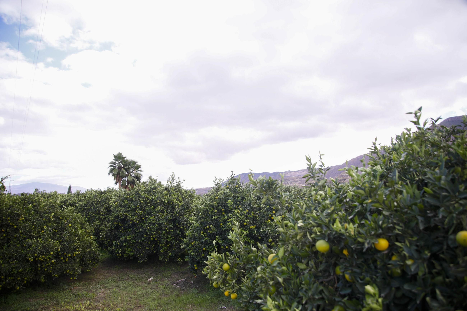 Las naranjas de Íllar, en imágenes