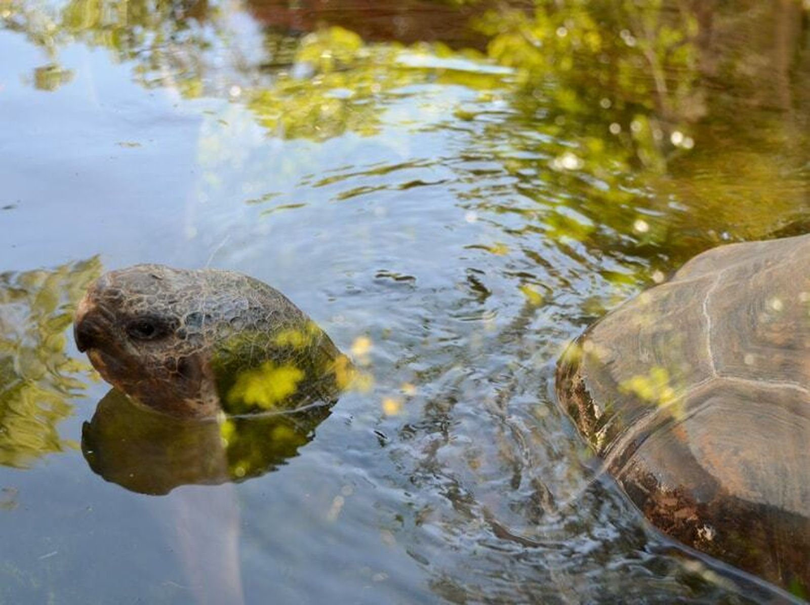 Nacen en Fuengirola dos tortugas de una especie en grave peligro de extinción