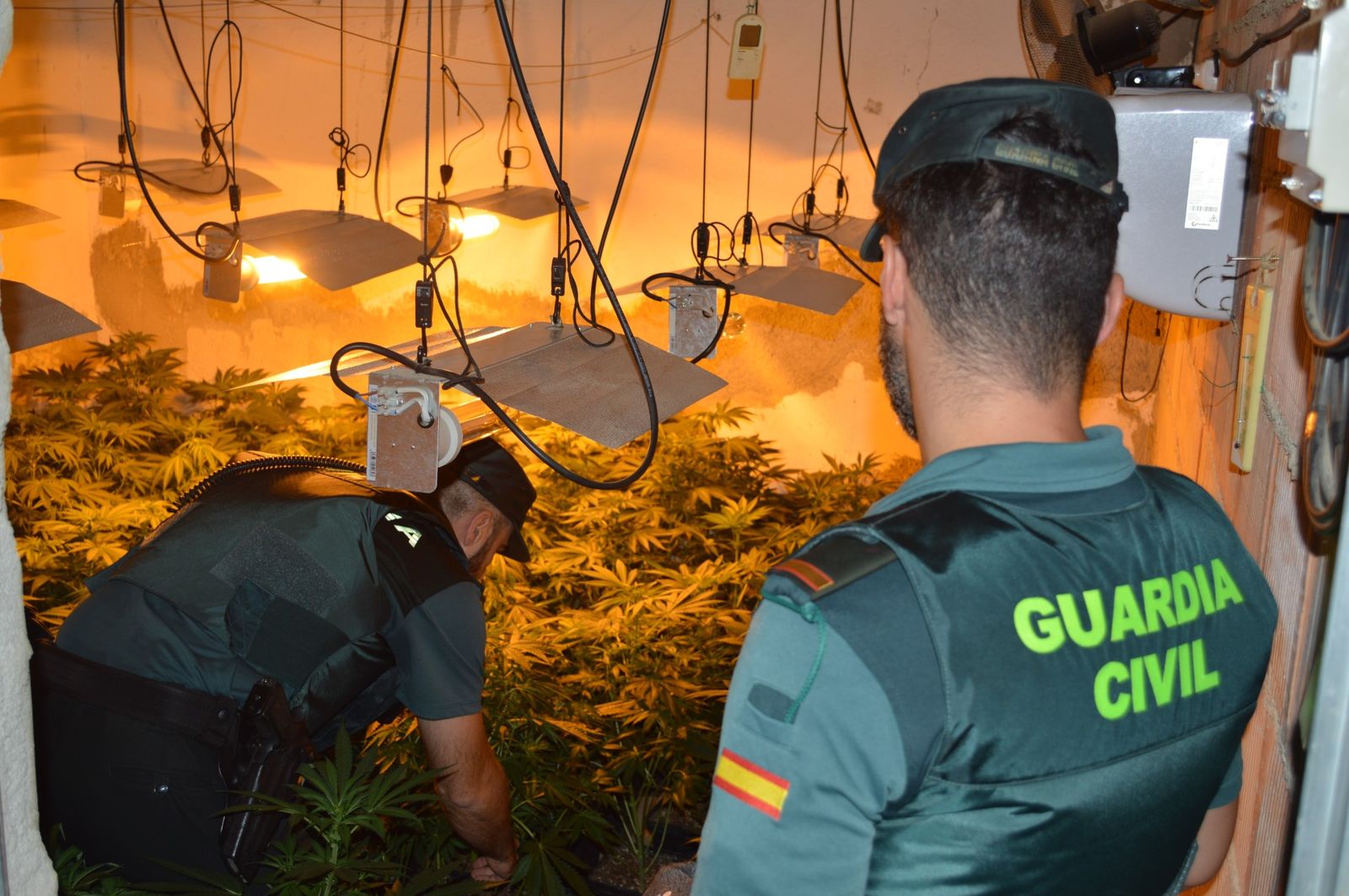 Los agentes de la Guardia Civil desmantelando la plantación.