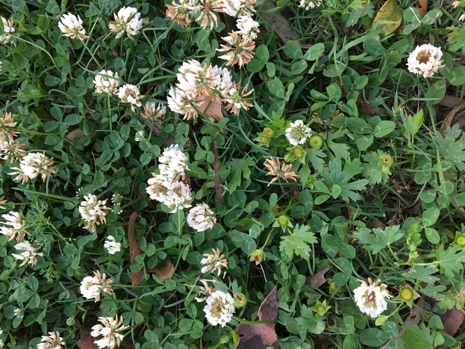 El estudio analiza el comportamiento del trébol blanco (Trifolium repens) en 160 ciudades de 26 países.