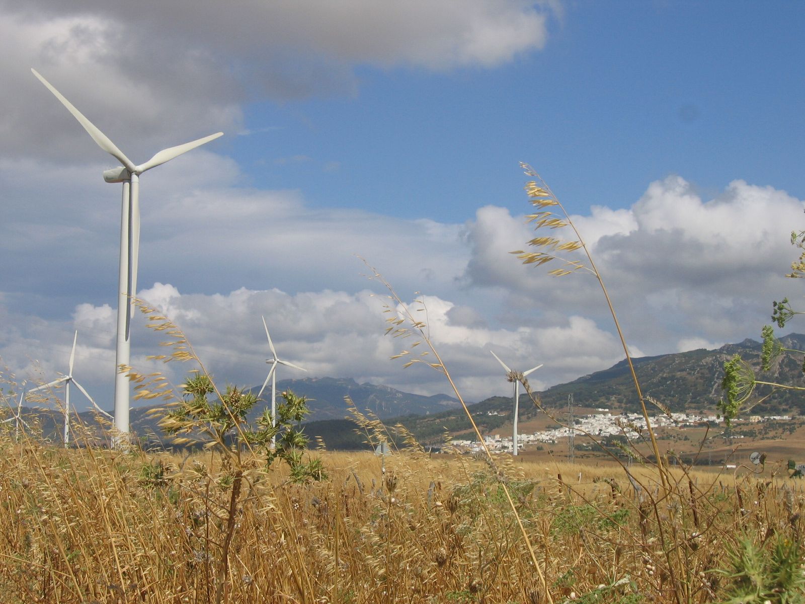 Varios aerogeneradores de energía eólica en el campo andaluz.