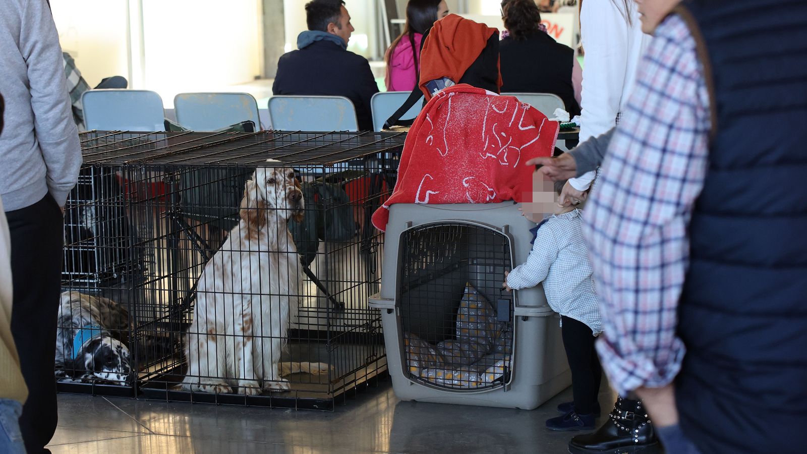 Imágenes de la 49ª edición de la Exposición Nacional Canina y la 25ª edición de la Exposición Internacional Canina en IFECA Jerez