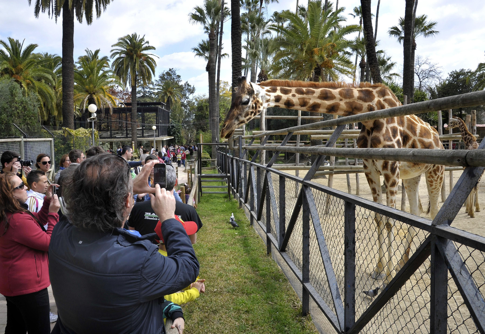 Un amplio grupo de visitantes del Zoobotánico observa de cerca a una jirafa.