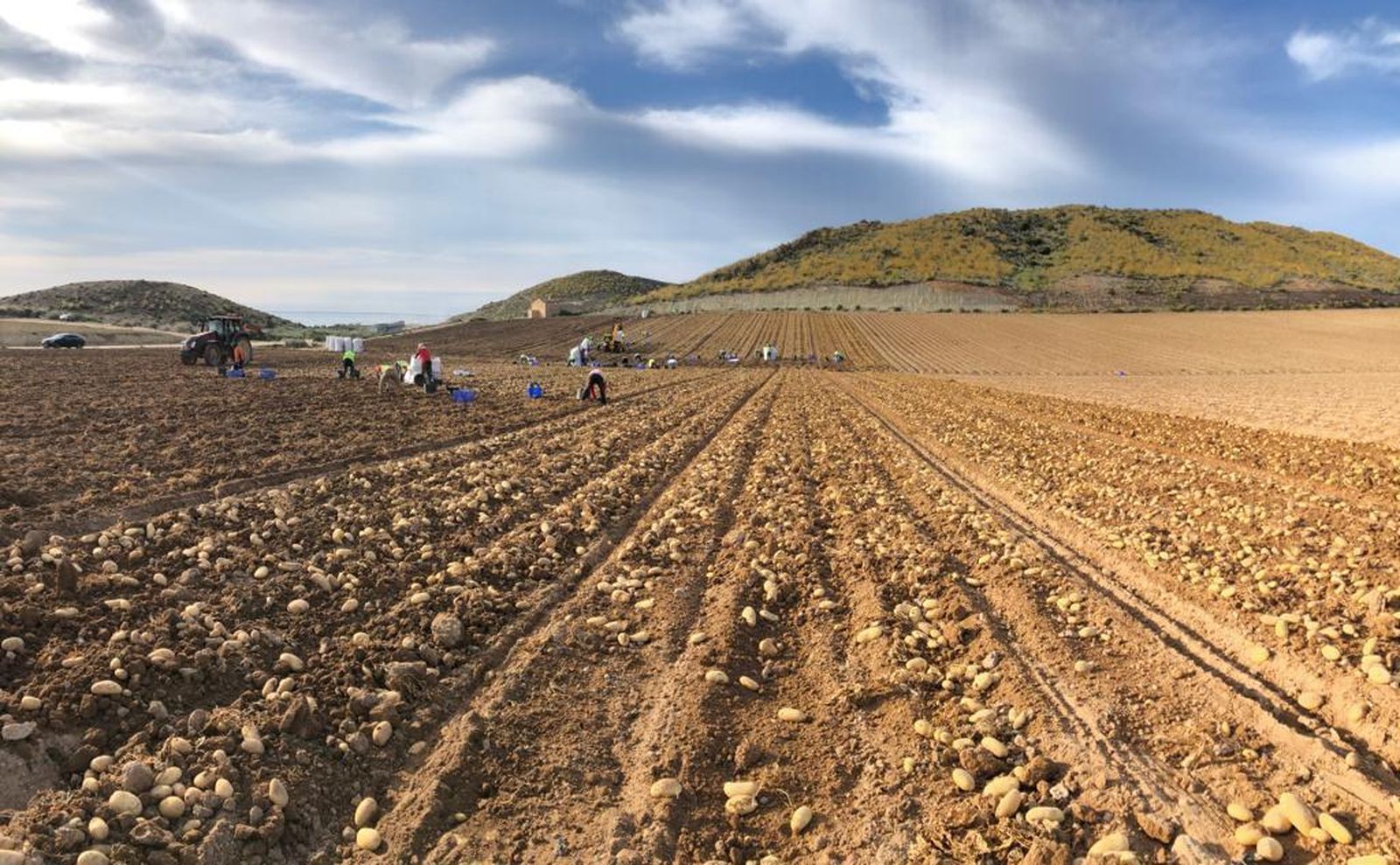 Recolección en un campo de patatas.