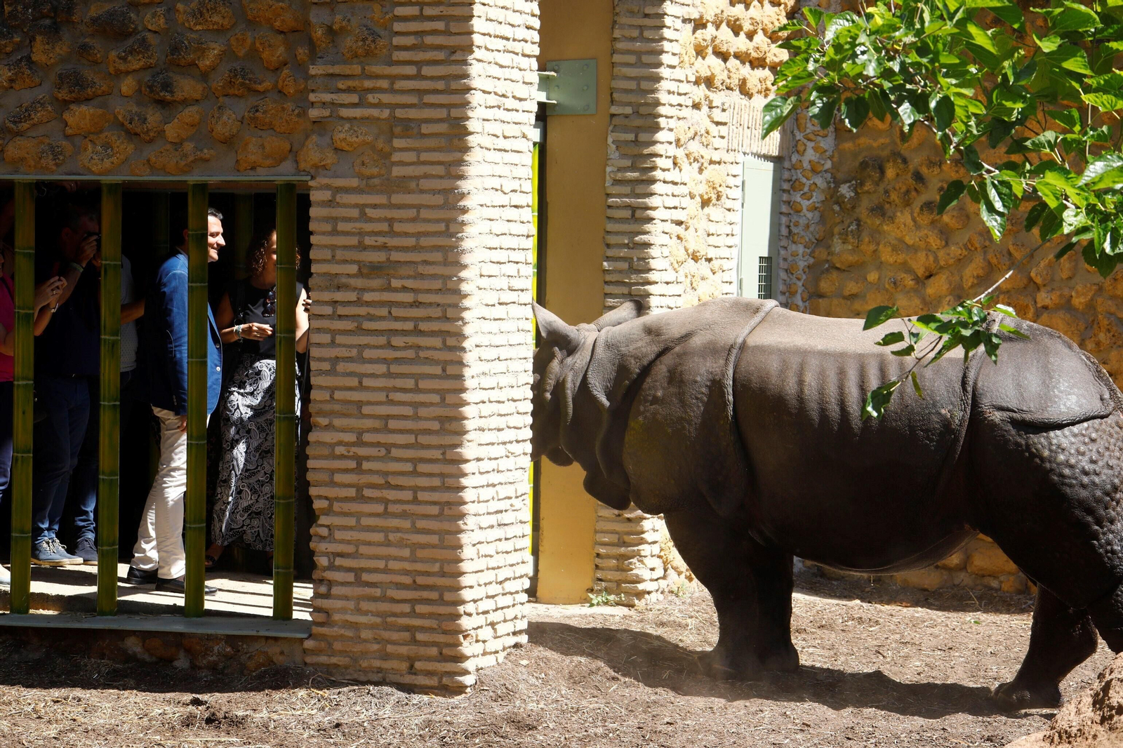 Así es Manas, el rinoceronte indio del Zoo de Córdoba