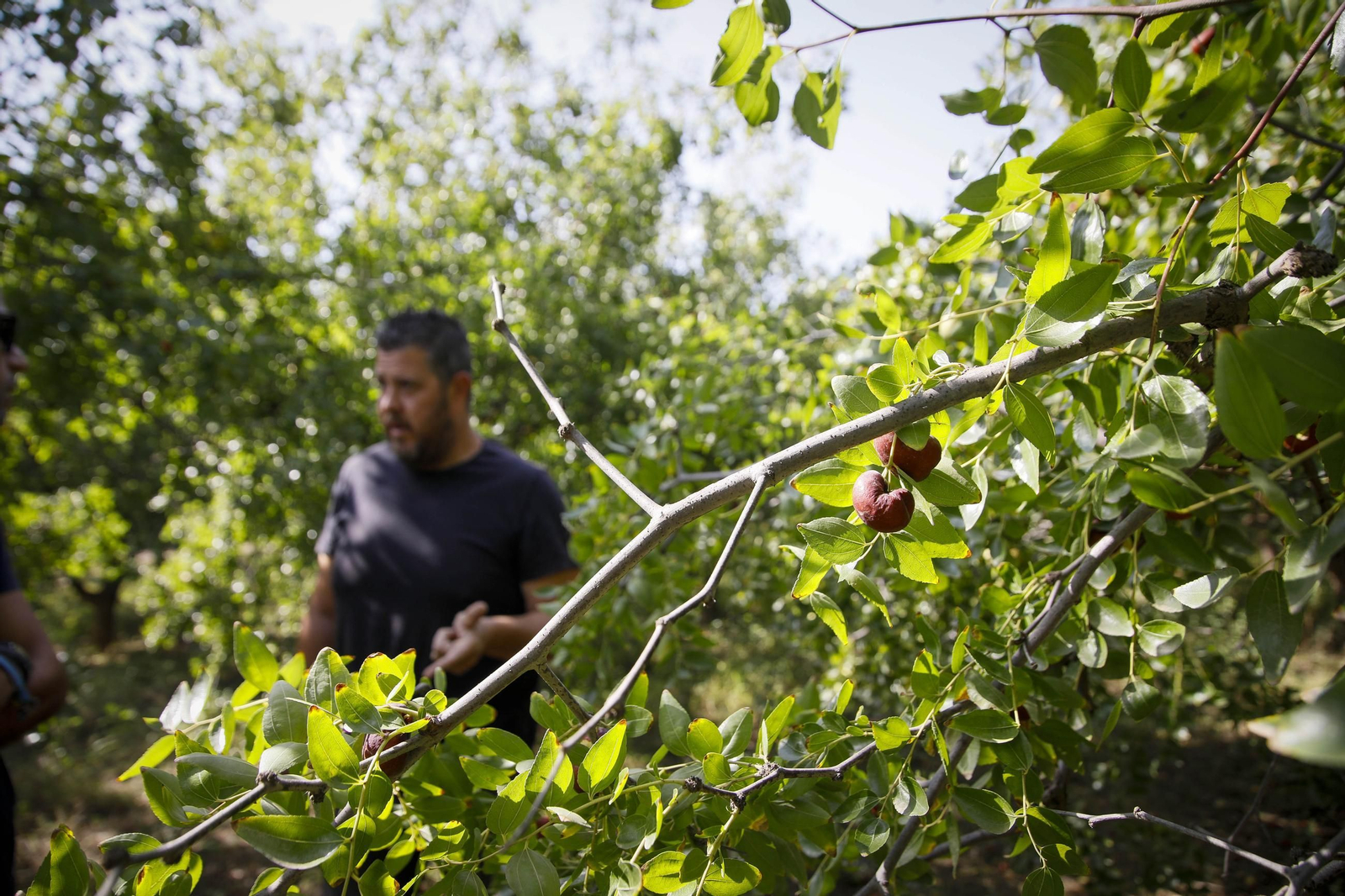 Imágenes del cultivo de azufaifas en Abrucena