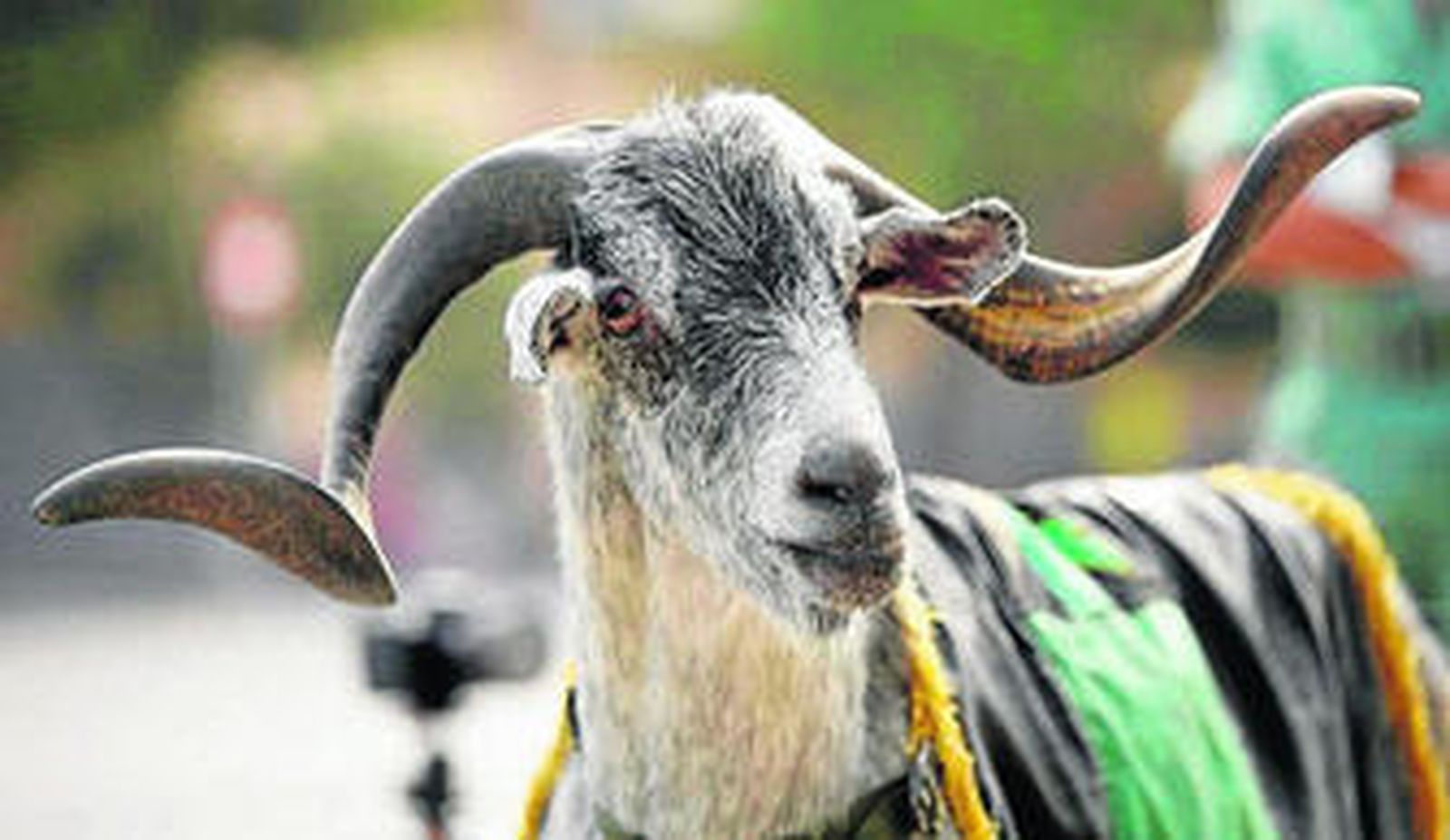 'Pepe', durante uno de sus desfiles como mascota de La Legión.