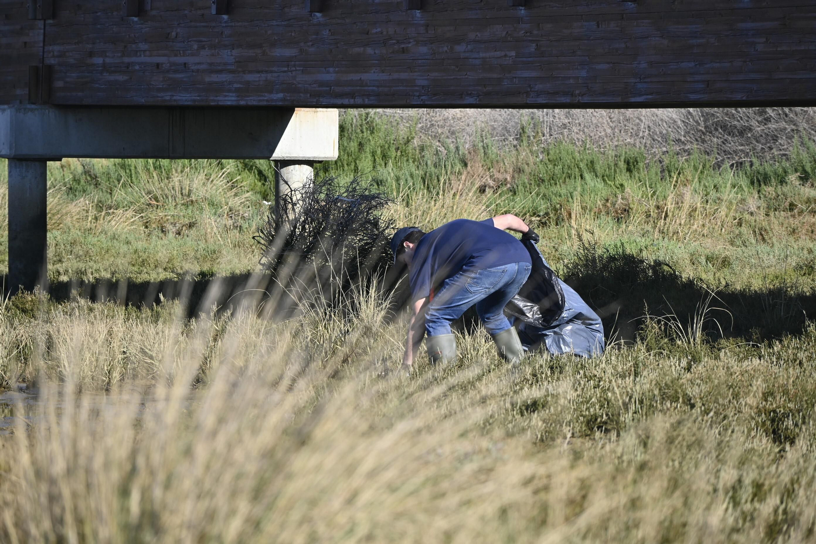 Plantación de la especie autóctona Espartina Marítima en imágenes