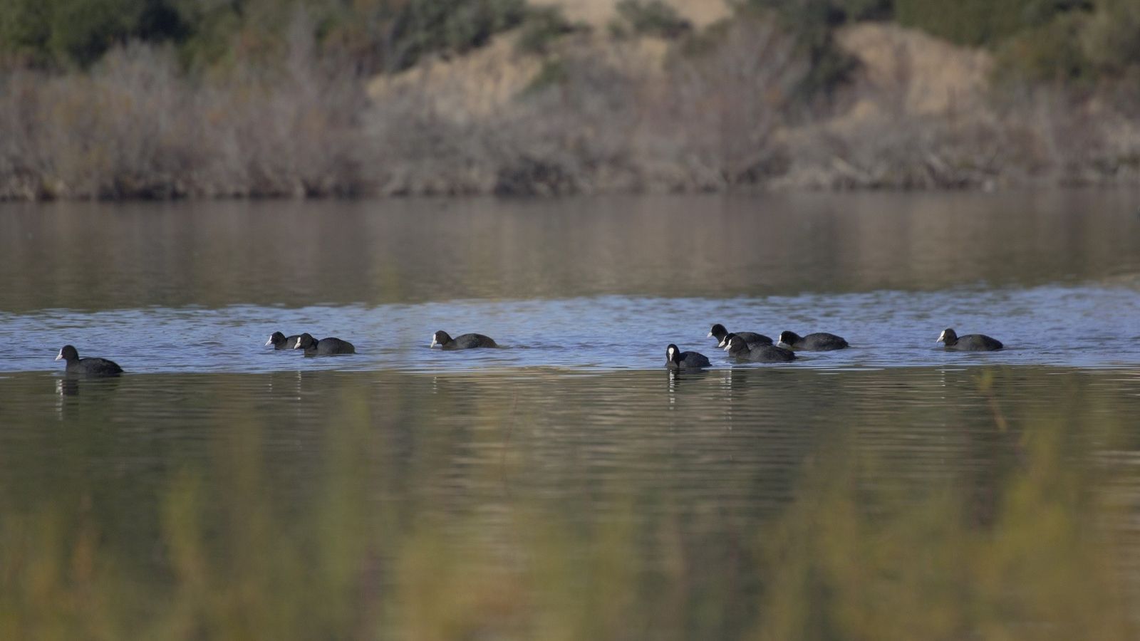 Fochas en la laguna de Medina.