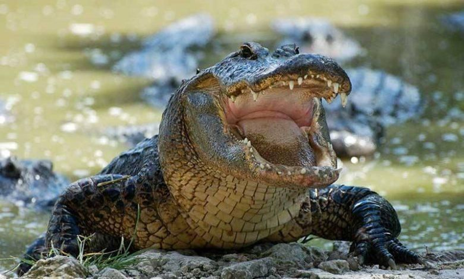 Un cocodrilo ataca a un hombre que hacía pesca submarina y vive para contarlo después de haberle metido los dedos en los ojos