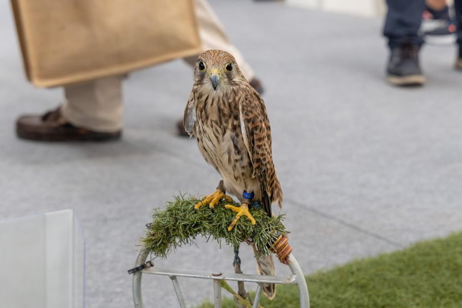Ibercaza 2024, Jaén