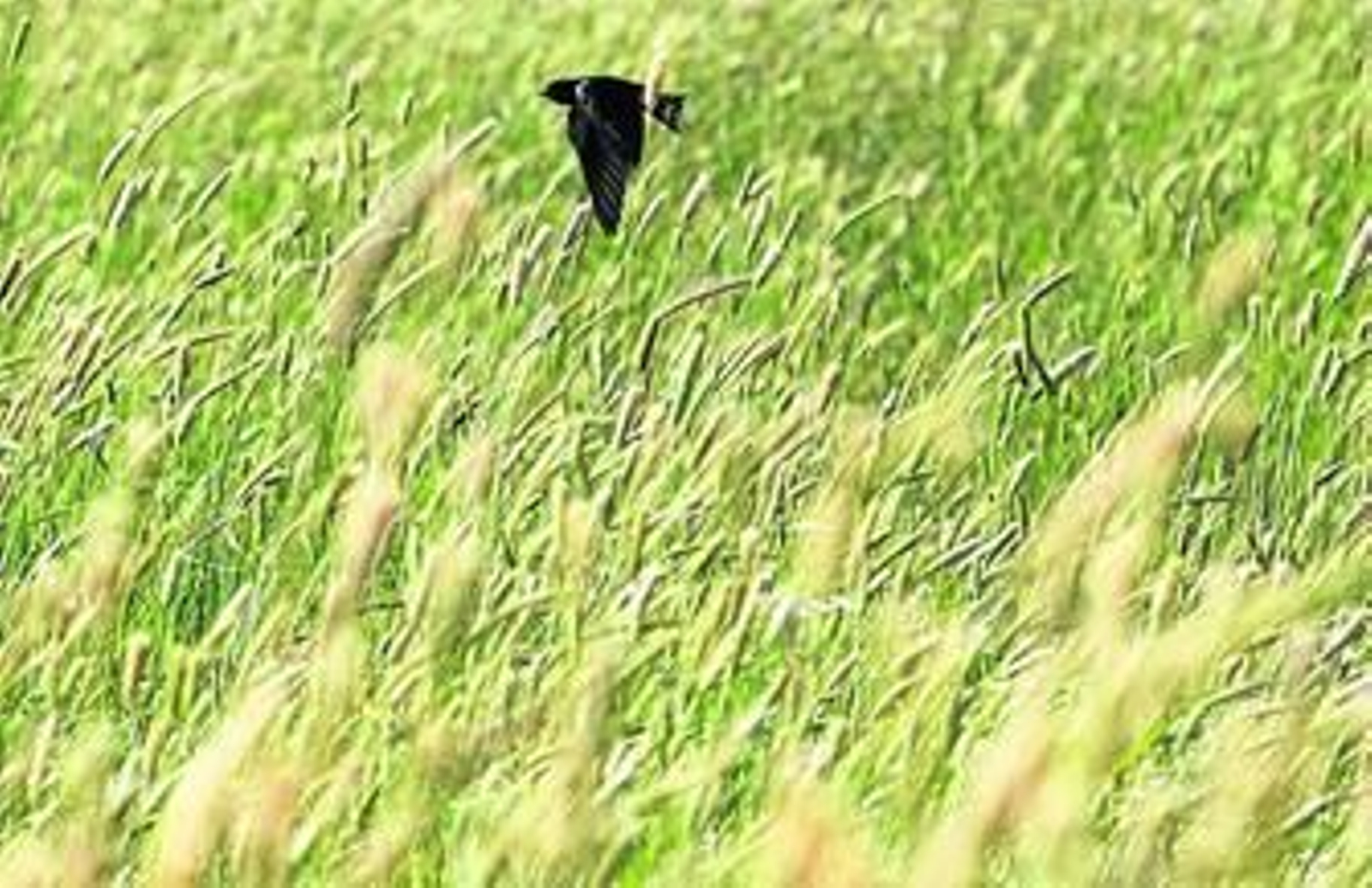 En el campo de espigas