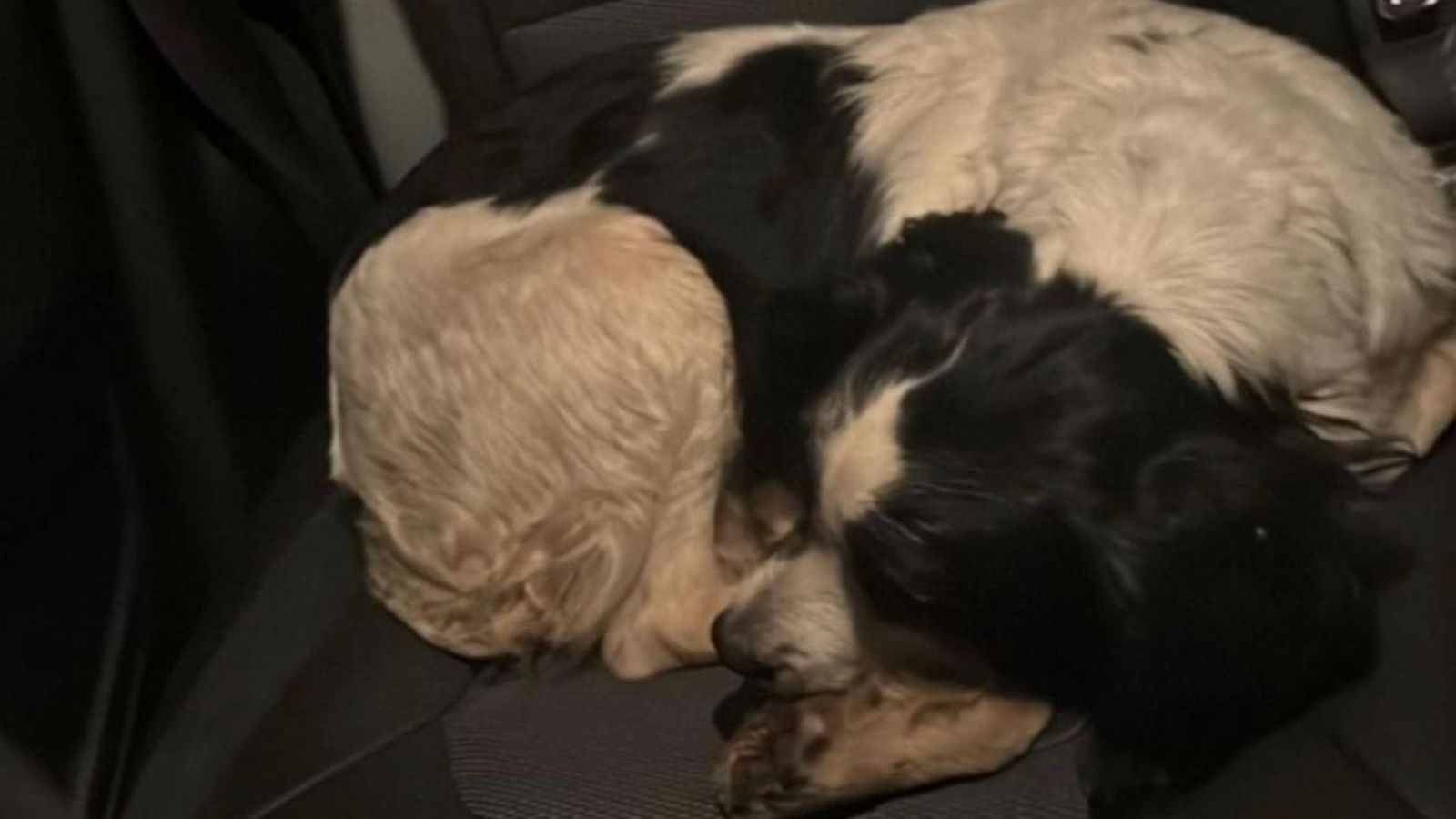 Uno de los perros de caza localizados en El Puerto.