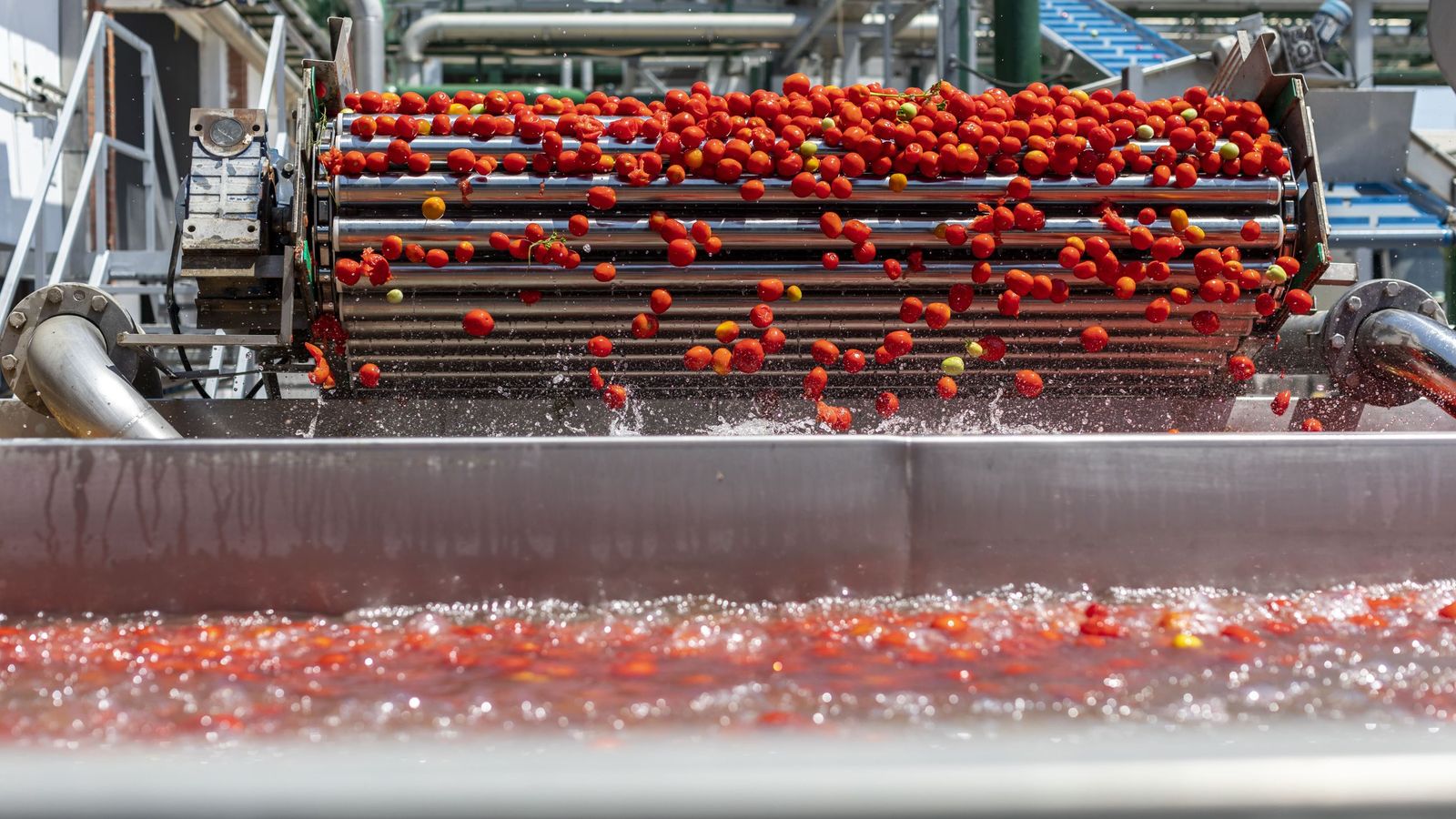La cooperativa Las Marismas de Lebrija recolectó 123.383 toneladas de tomate fresco este año