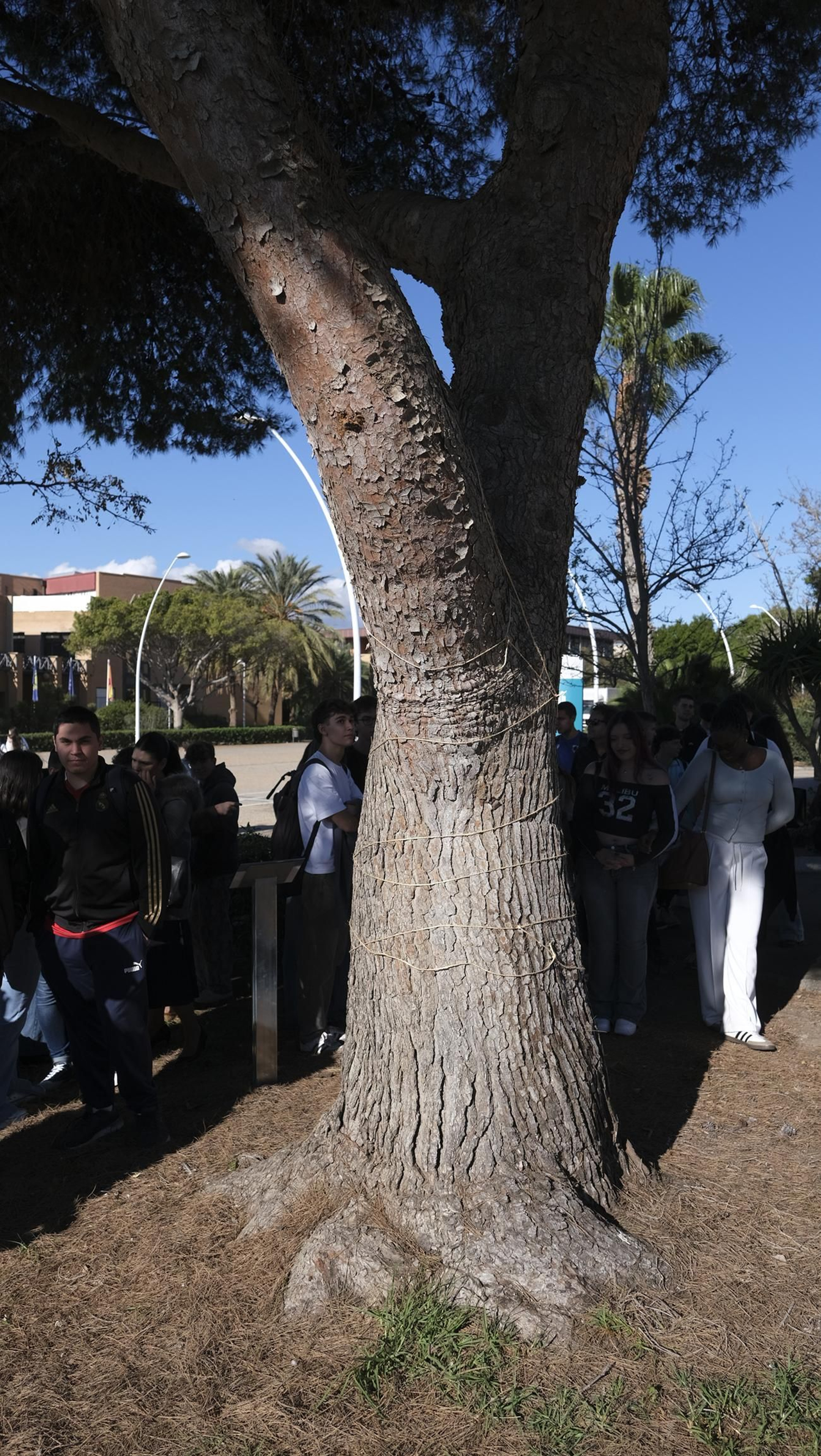 El árbol de la democracia de la Universidad de Almería, en imágenes