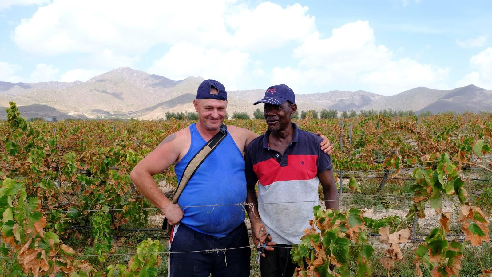 Dos temporeros almerienses, uno rumano y otro de Guinea Bissau, trabajando en Bodegas Prefer en la vendimia.
