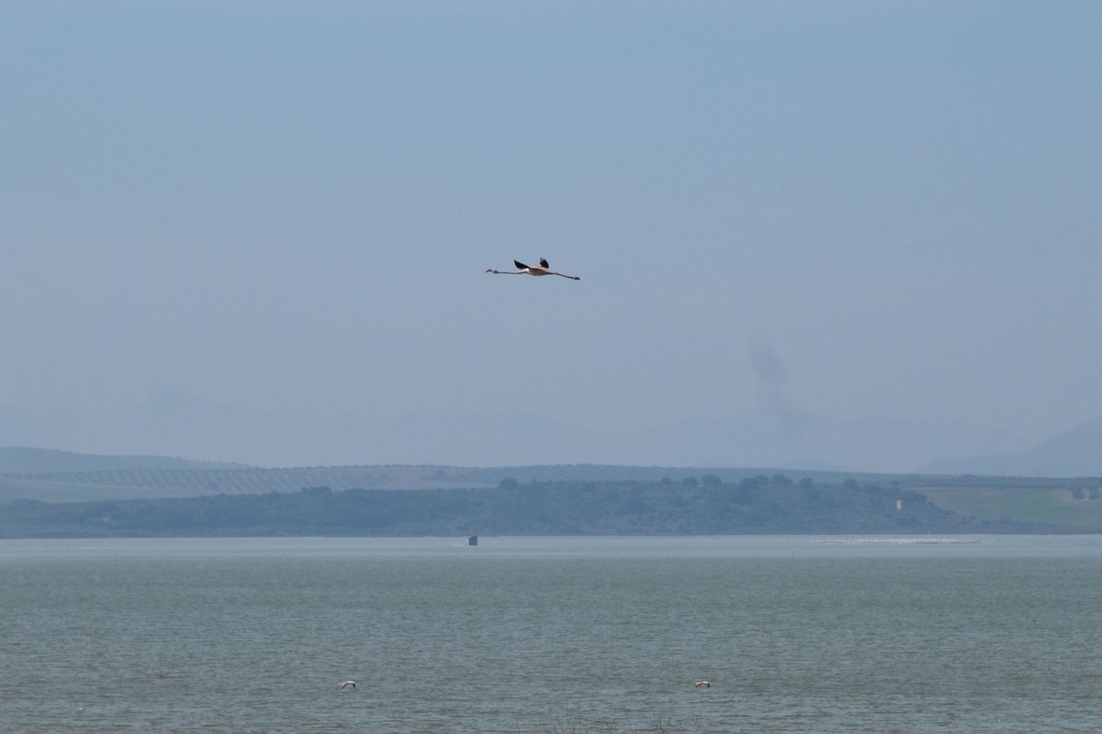Flamencos volando sobre la laguna de Fuente de Piedra.