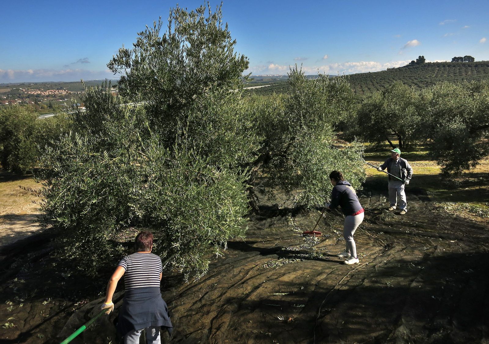 Trabajadores en la campaña de la aceituna.
