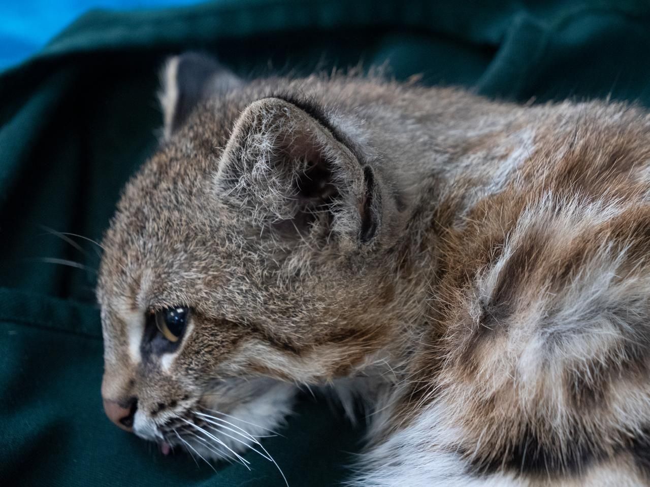 Ojo, los gatos también tienen síndrome post vacacional