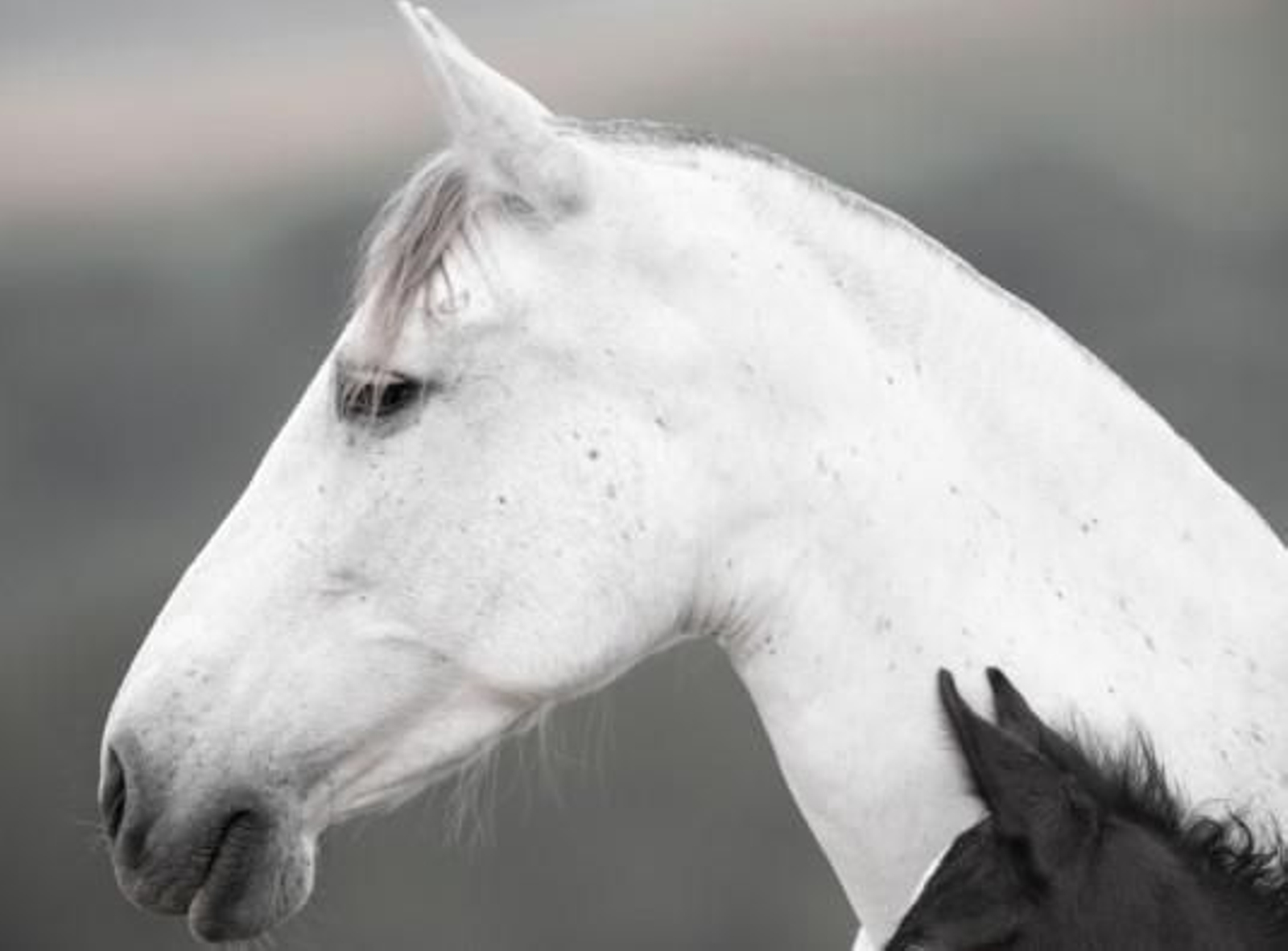 Detalle de la invitación de la Jornada.