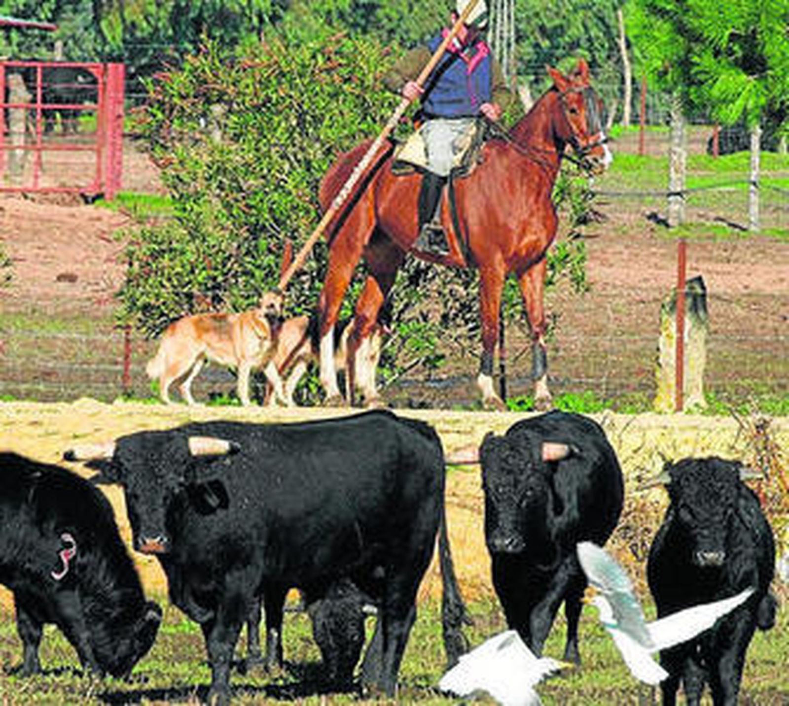 Un grupo de toros de lidia pastando en la dehesa de Campos Peña.