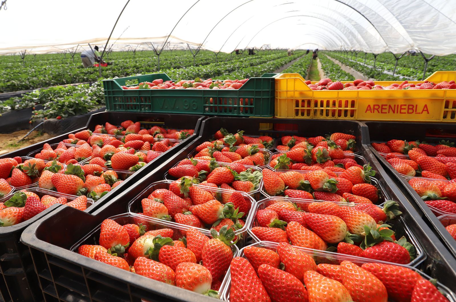 Recogida de fresas en una de las explotaciones agrarias de la provincia.
