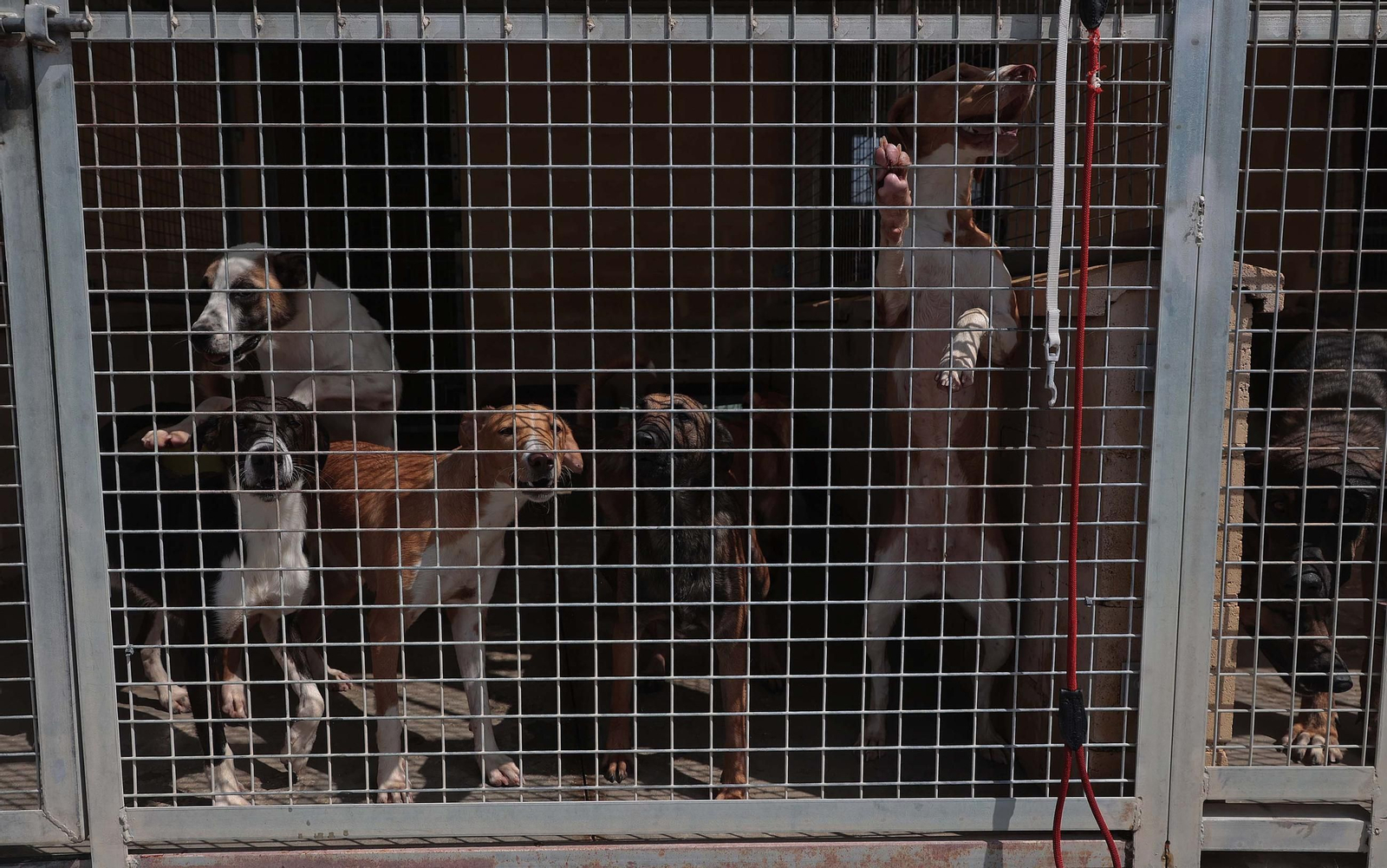 Imágenes de la protectora de animales del Campo de Gibraltar en Los Barrios