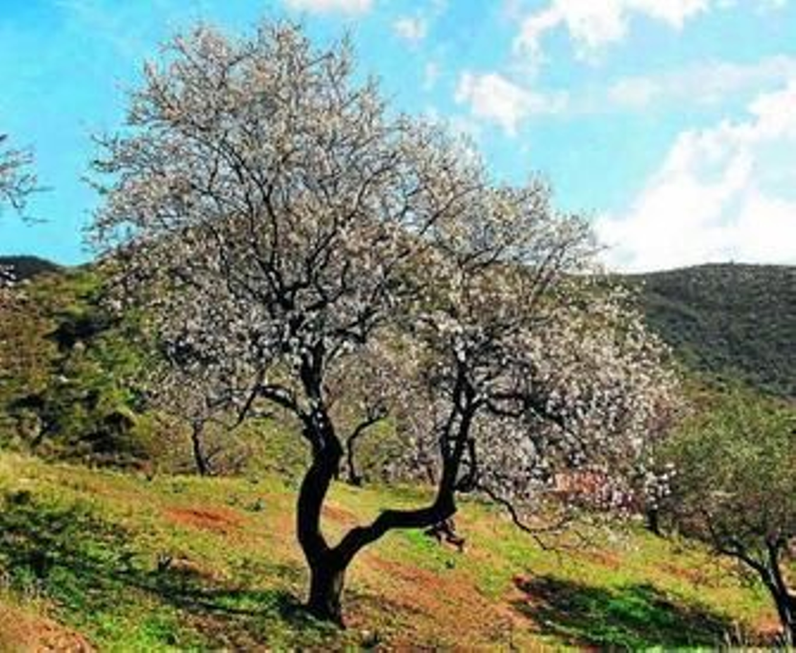 Los almendros adelantan la floración desde hace varios años.