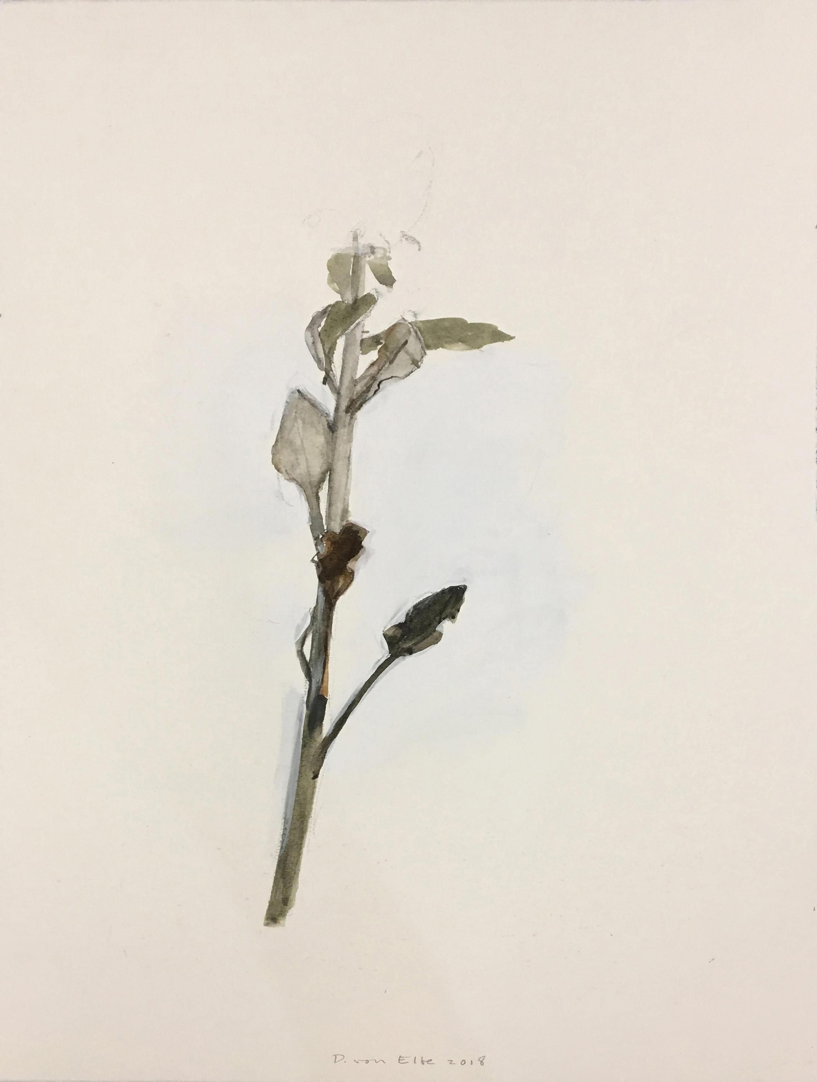 'Ritmo, estructura, hojas', de Dorothea von Elbe