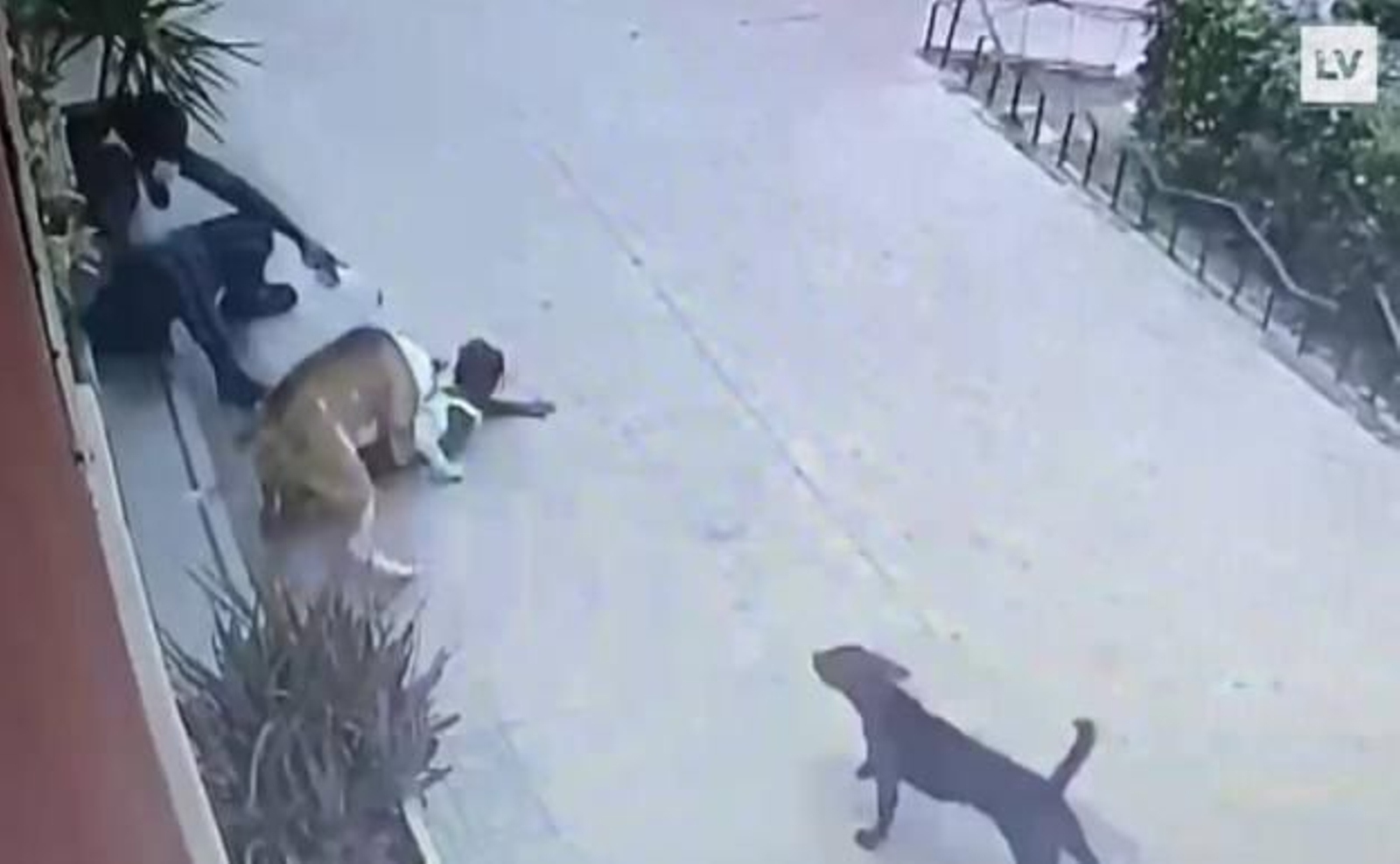 Un American Standford ataca a una niña de dos años y una veterinaria consigue salvarla