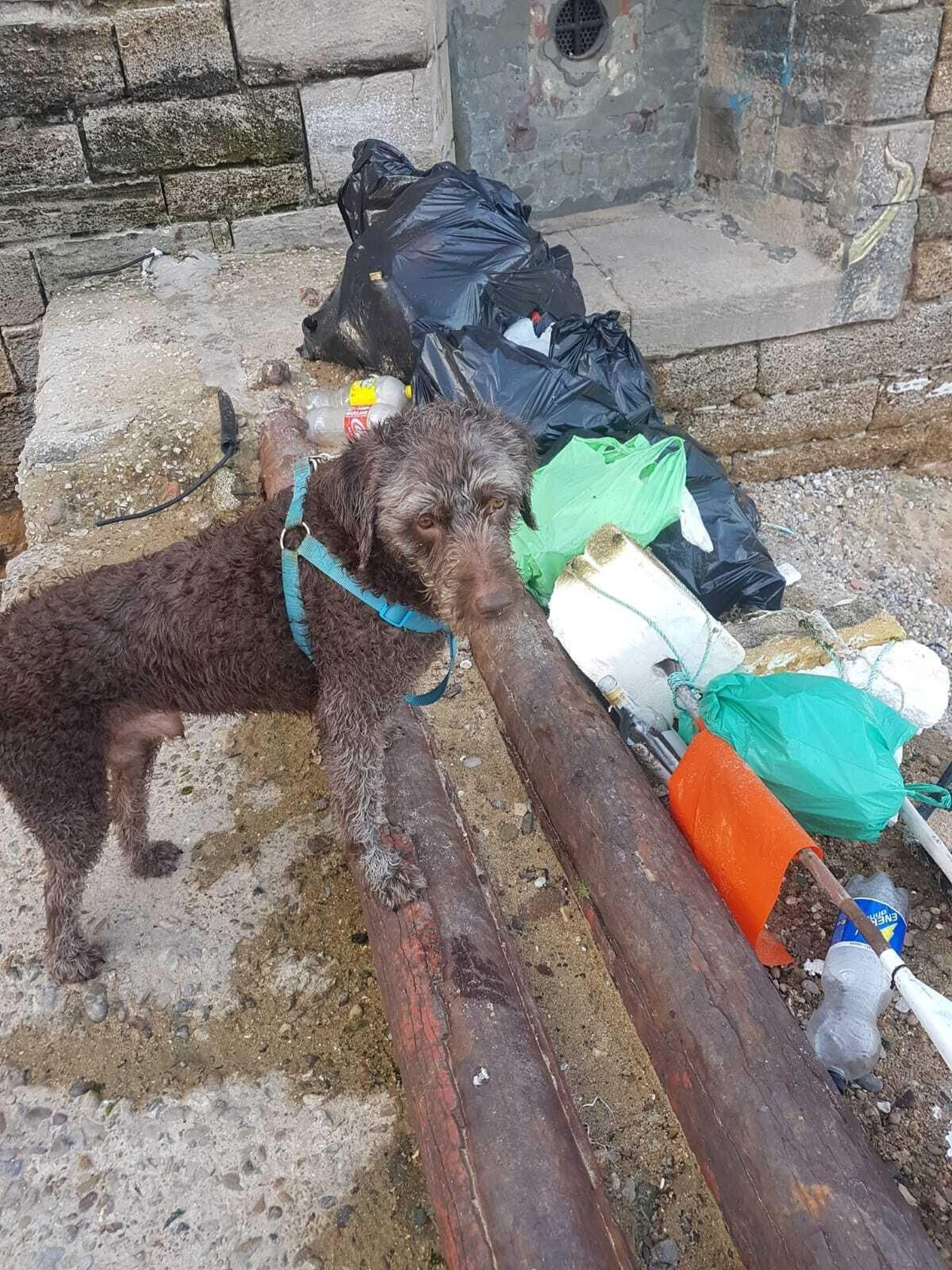 Las bolsas de basura recogidas por un ciudadanos junto a su perro.