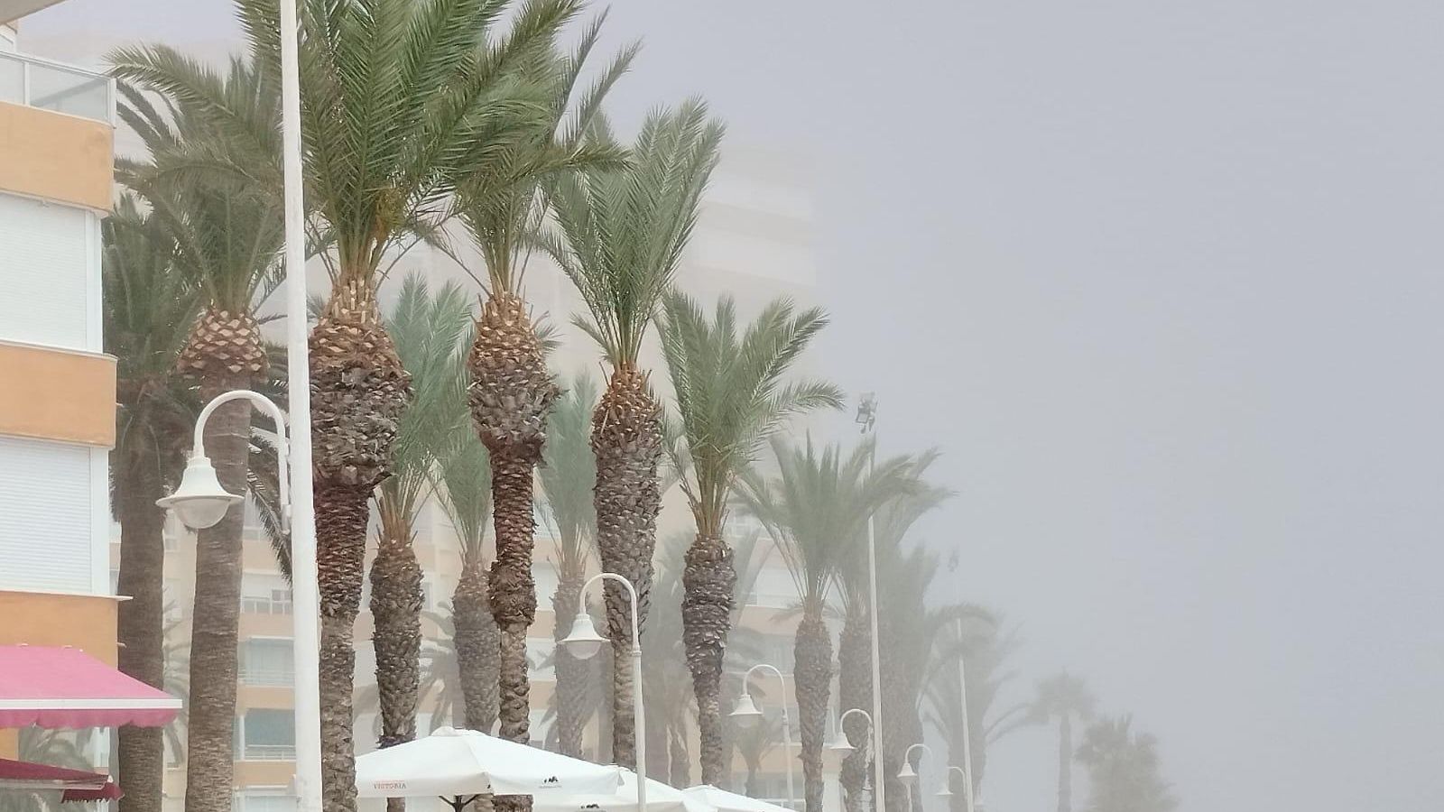 El taró en el paseo marítimo de Algarrobo Costa, este martes. El taró en el paseo marítimo de Algarrobo Costa, este martes.