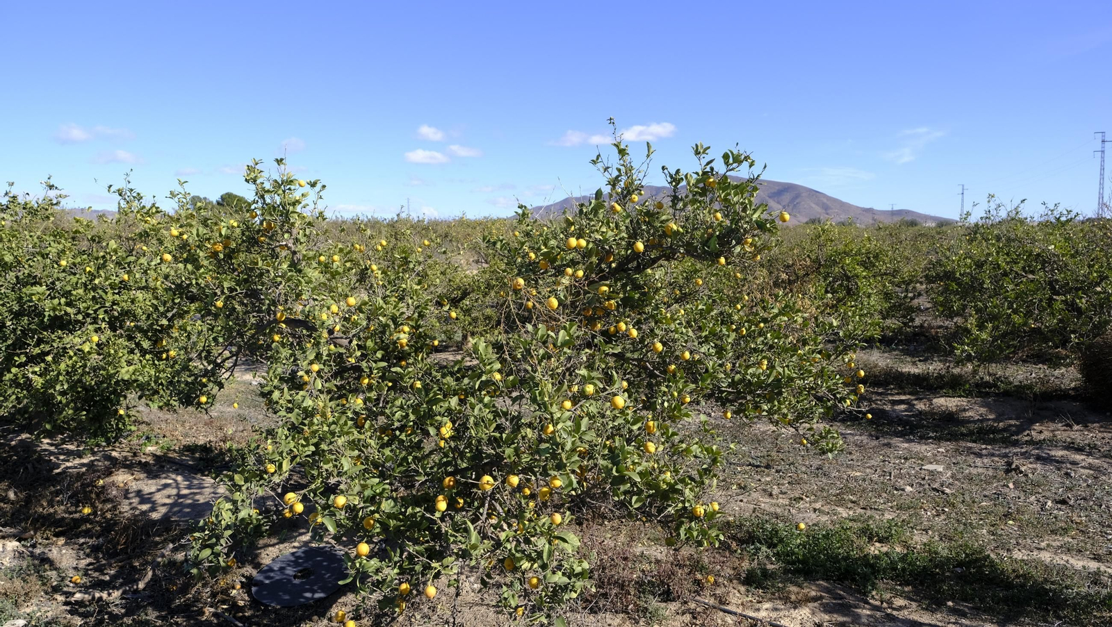 El abandono de cítricos en Huércal Overa, en imágenes