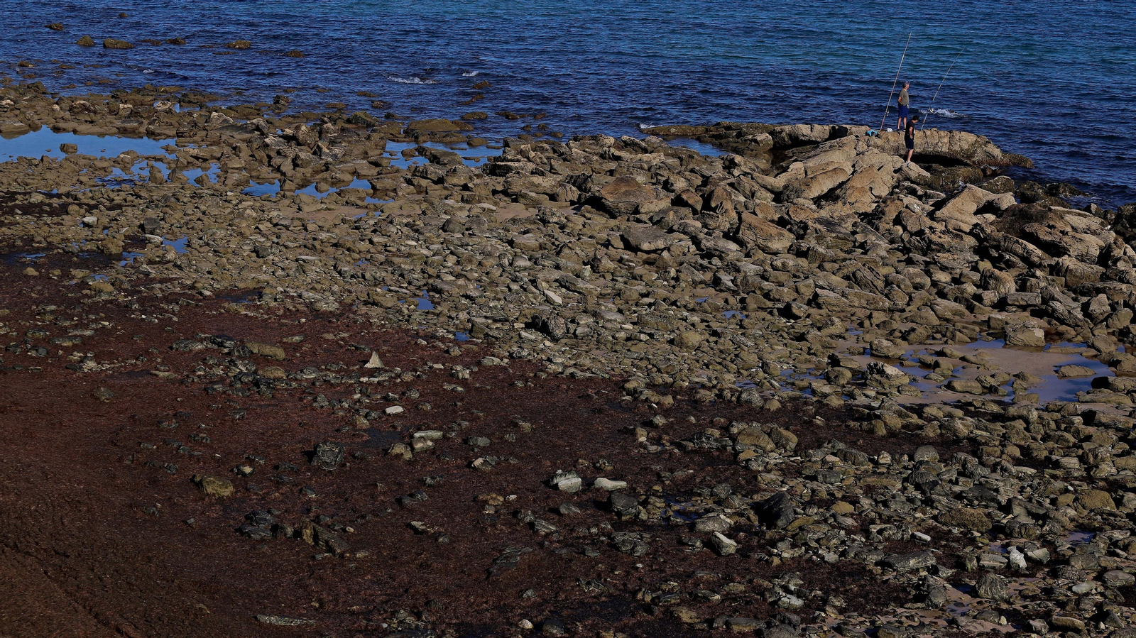 Alga invasora en Tarifa