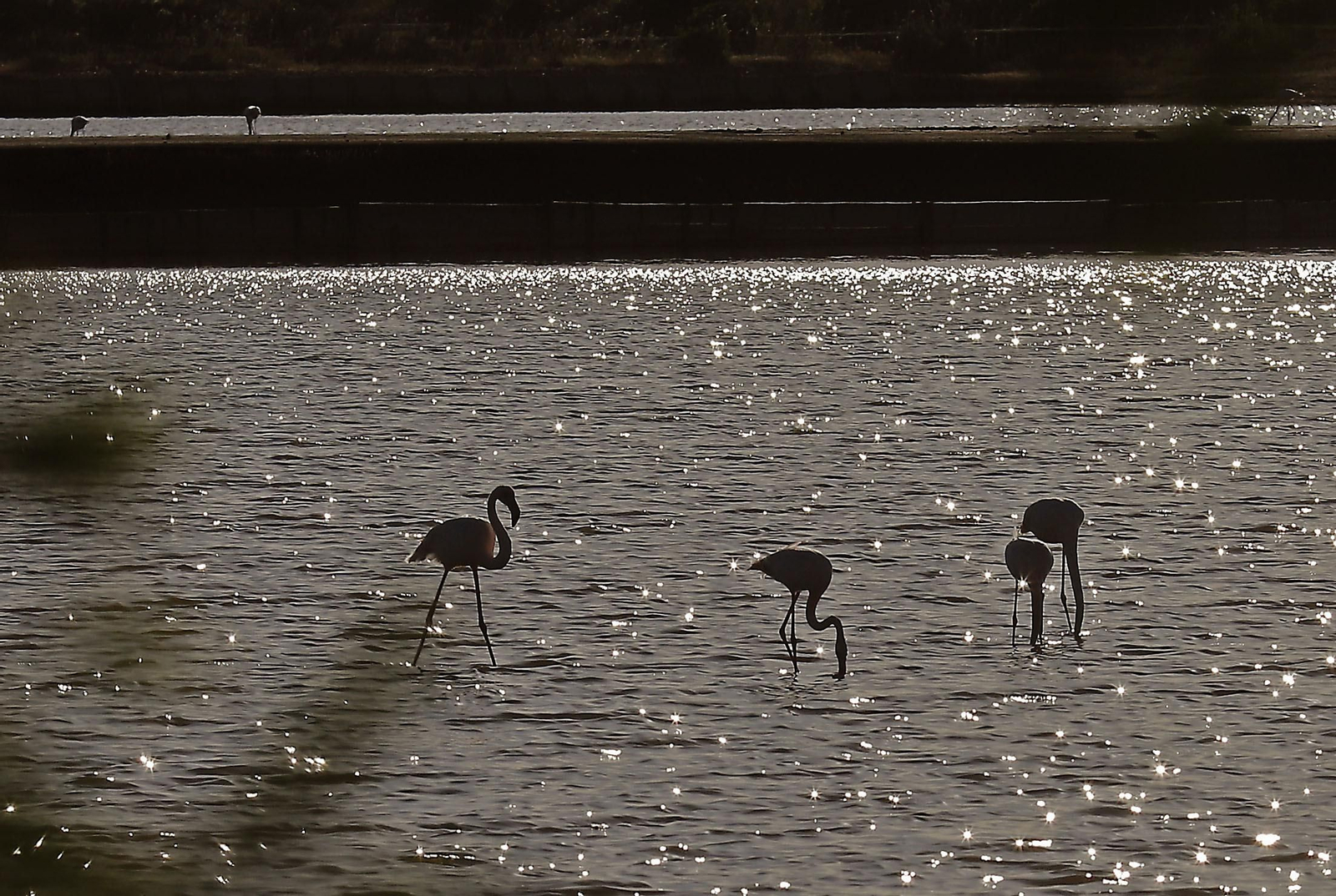 Paraje natural Marismas del Odiel, paraíso de Huelva entre salinas