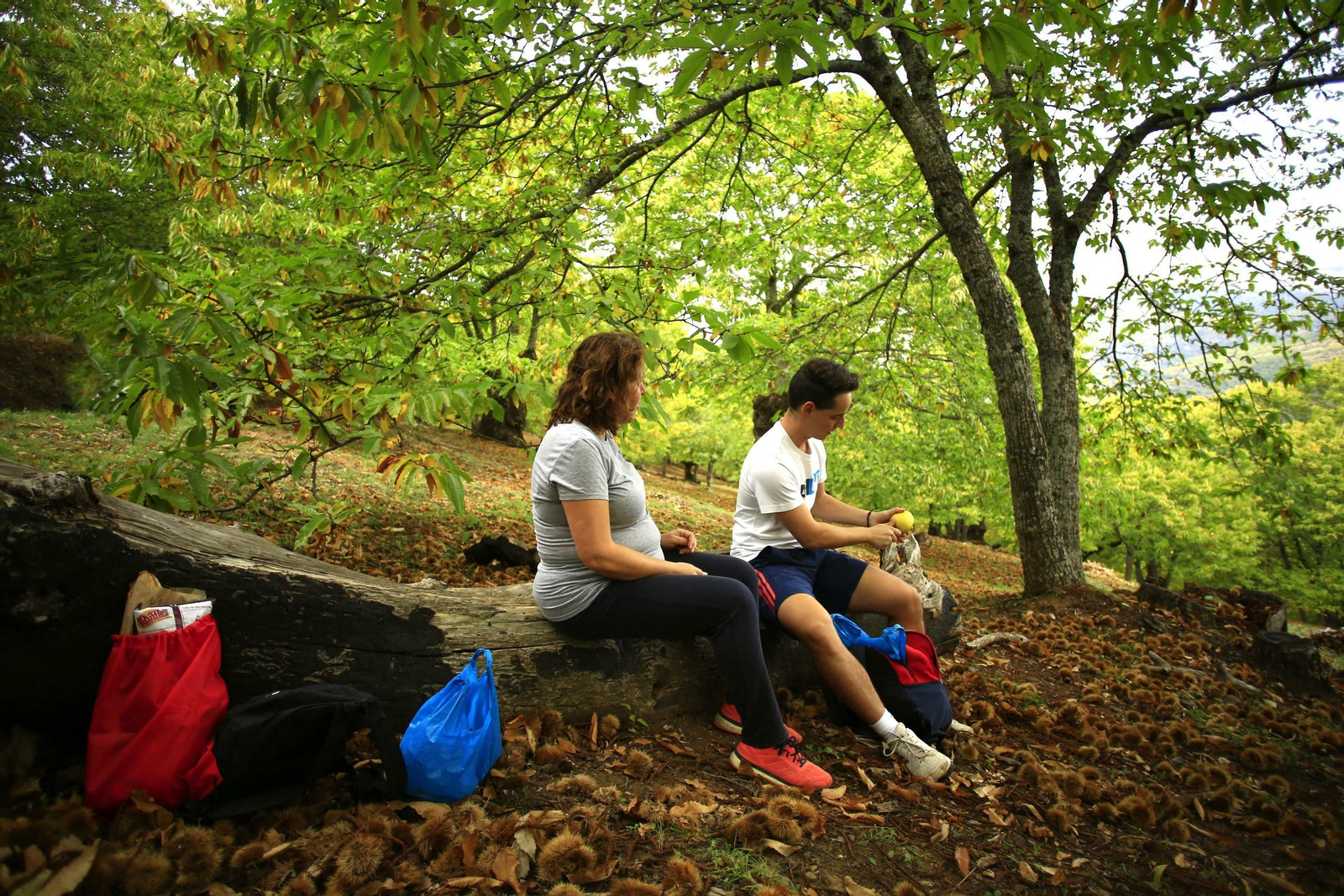 Fotos del Bosque de Cobre en el Valle del Genal.