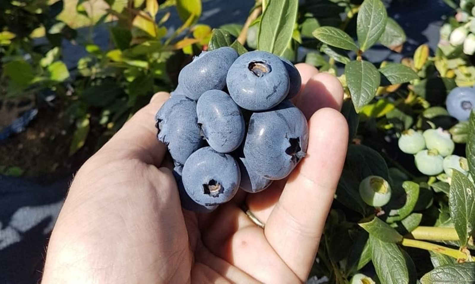 Arándonos producidos por Berryworld.