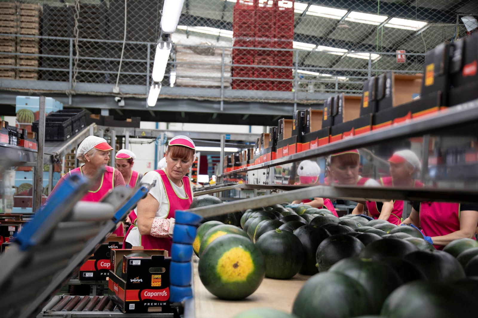 Vea cómo es el trabajo con las fantásticas sandías Premium en Grupo Caparrós