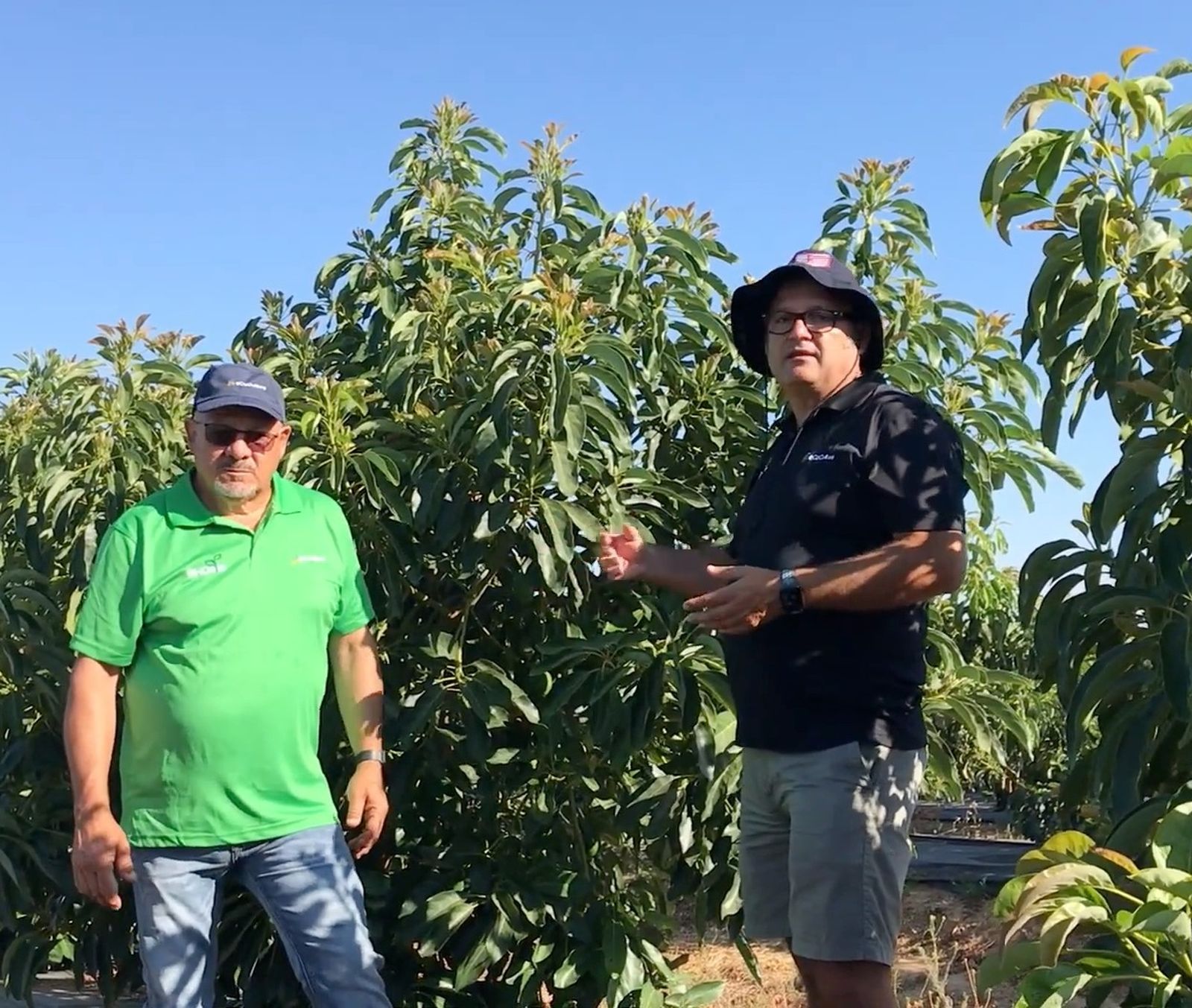 Cultivo de aguacate.