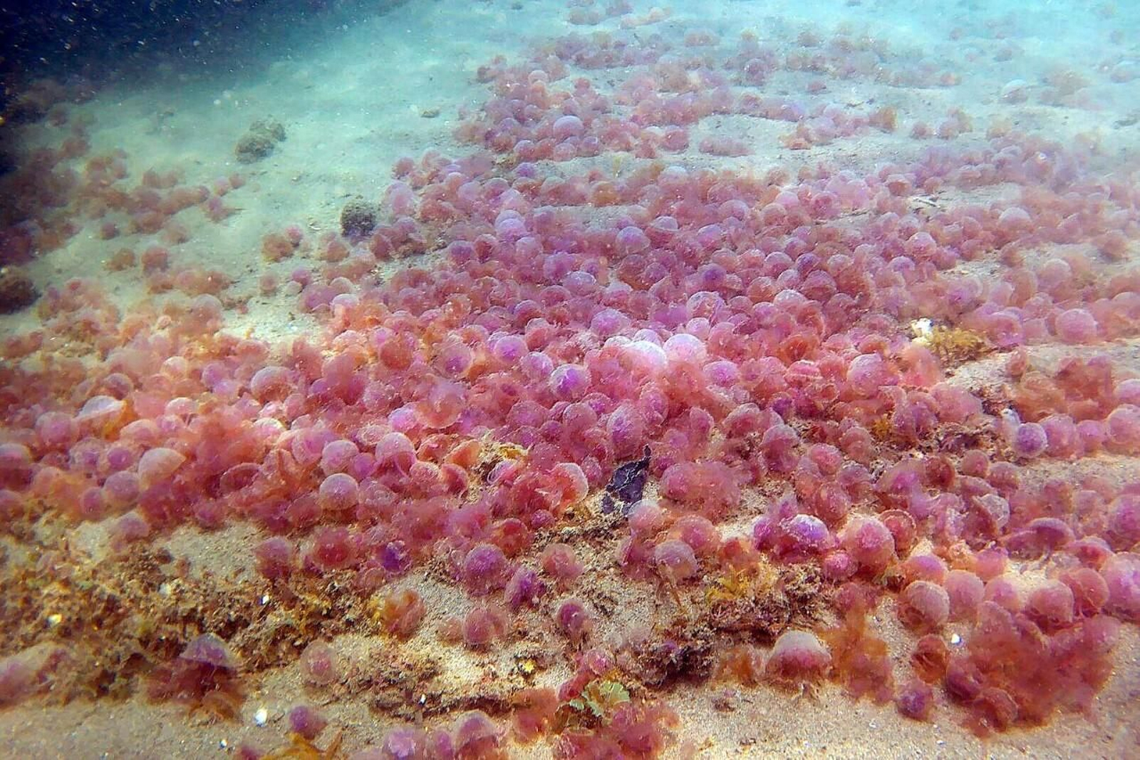 Un enjambre de medusas en el fondo marino. Un enjambre de medusas en el fondo marino.