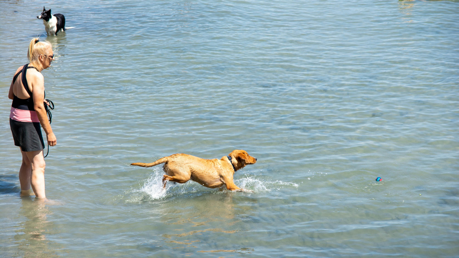Una Tarde de perros en la playa
