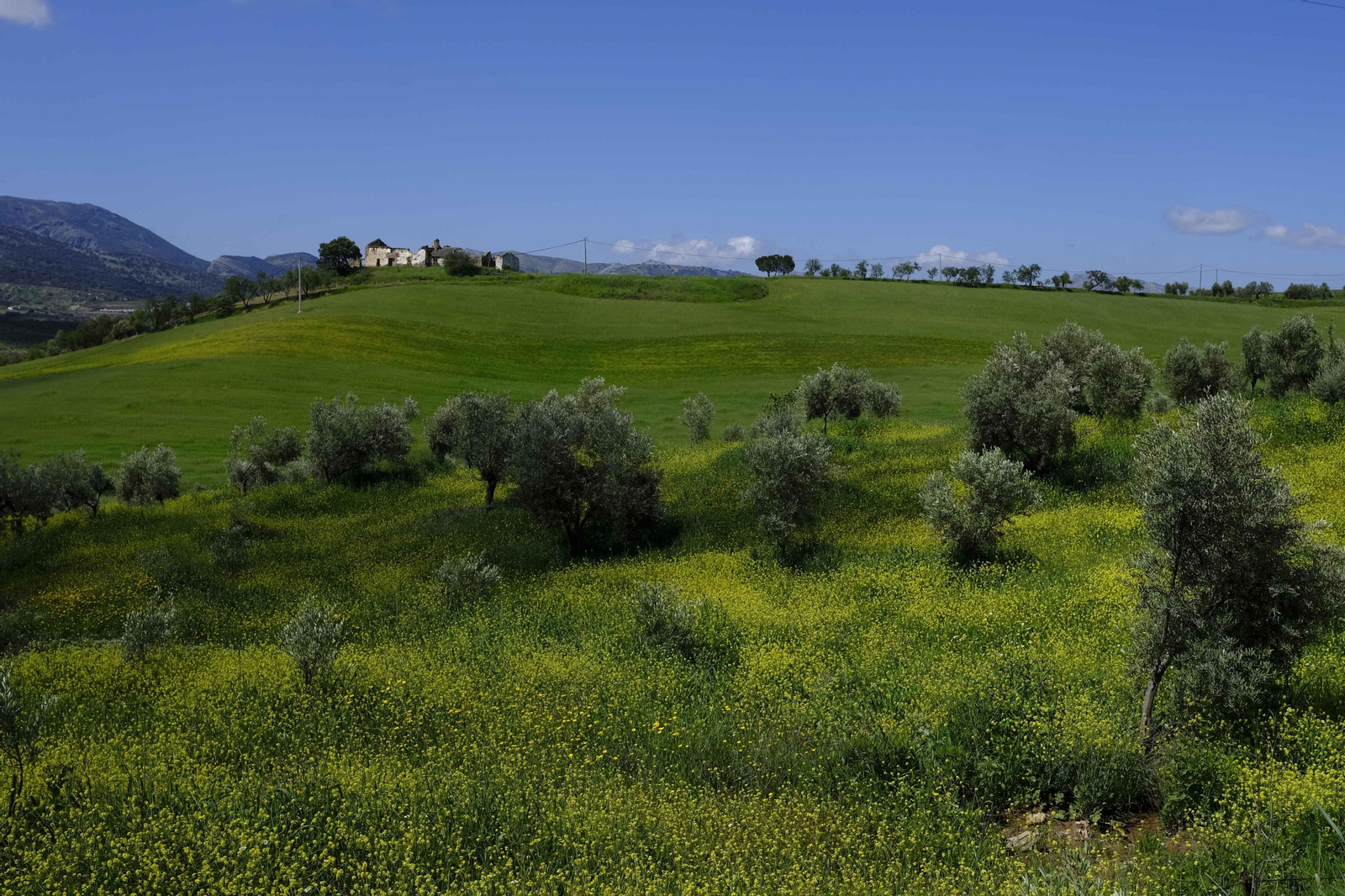 Brote de la la primavera, en fotos
