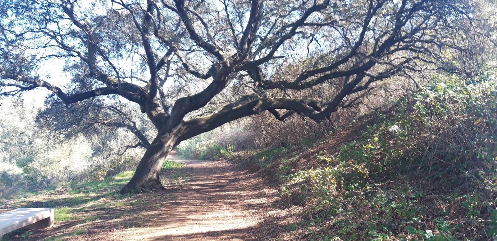 Circular de Las Palomas en La Puebla de los Infantes