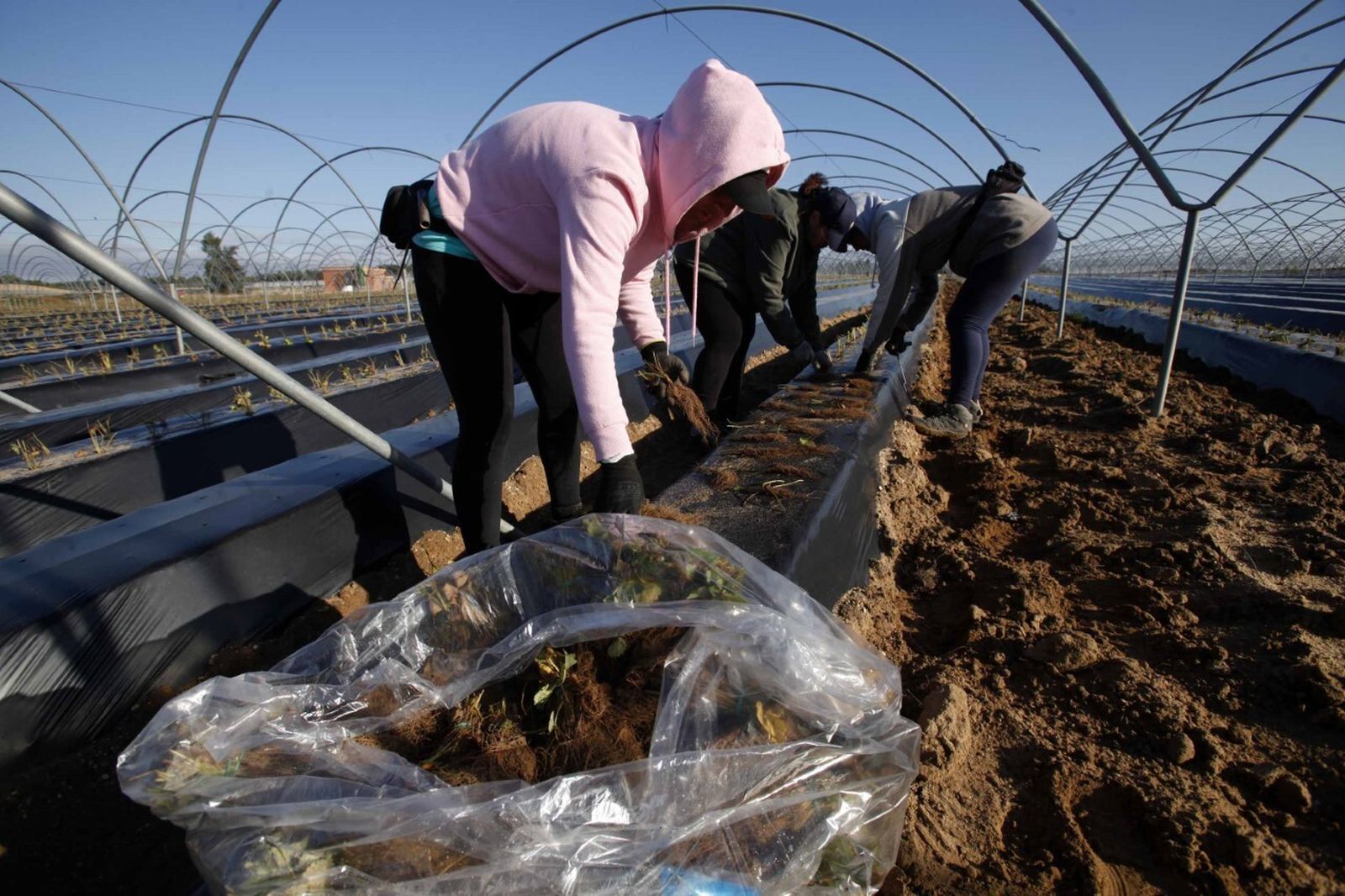 Un grupo de temporeras trabaja durante la anterior campaña agrícola en una de las plantaciones de la provincia de Huelva.