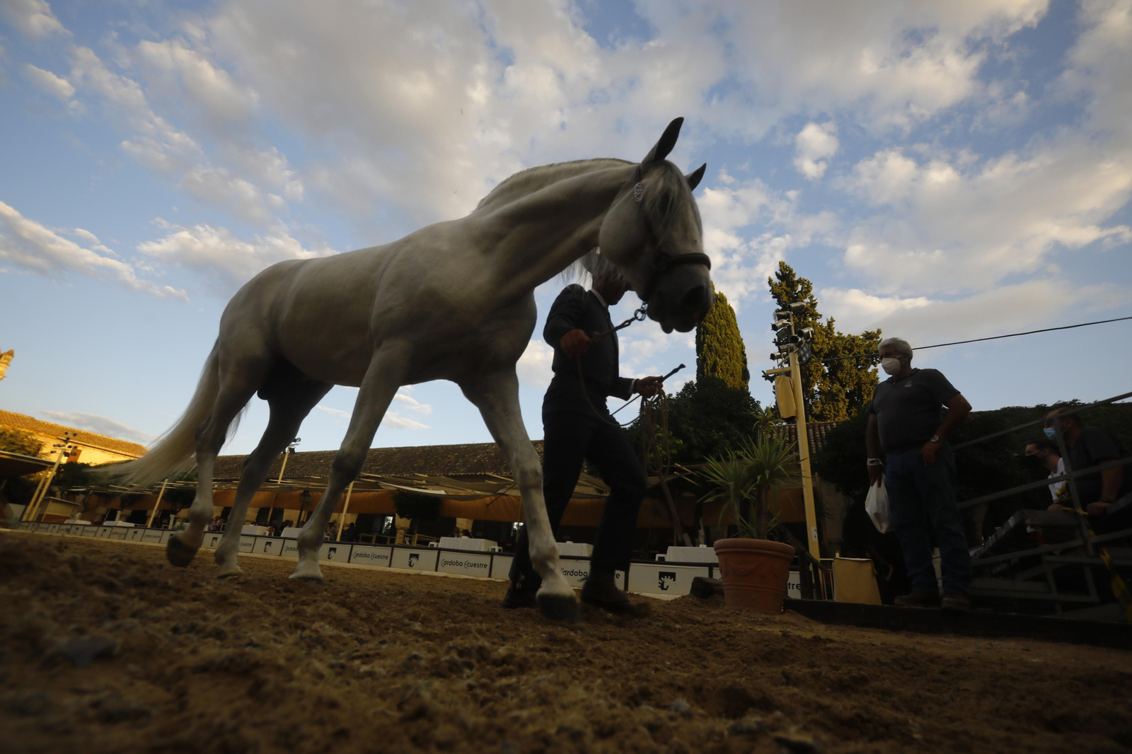 El concurso morfológico de caballos de pura raza de Cabalcor, en fotografías