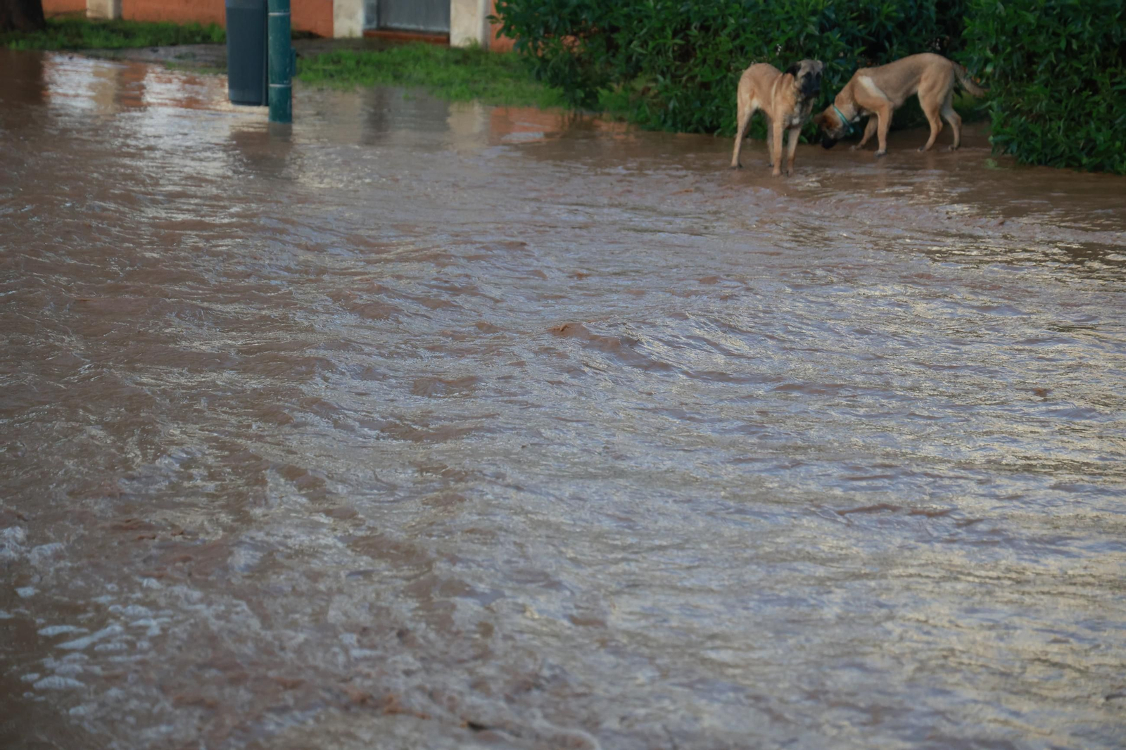 El ditrito malagueño de Campillos tras las lluvias de la borrasca 'Laurence', en imágenes