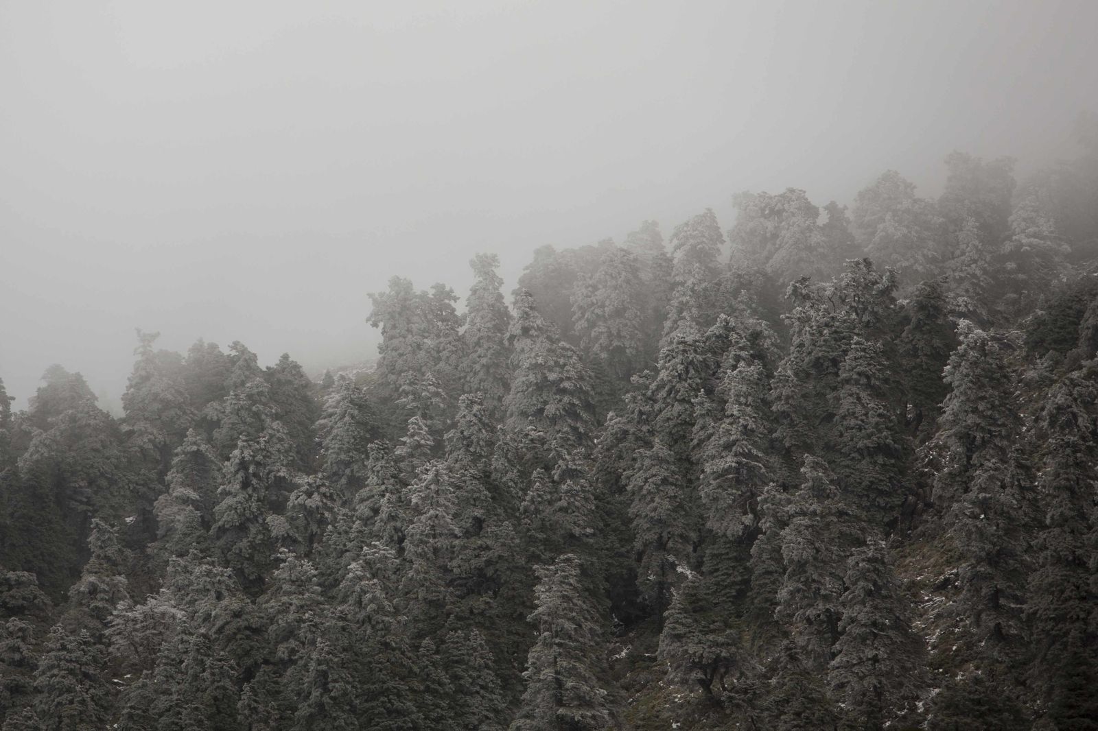 Las imágenes de la primera nevada del invierno en la Sierra de las Nieves
