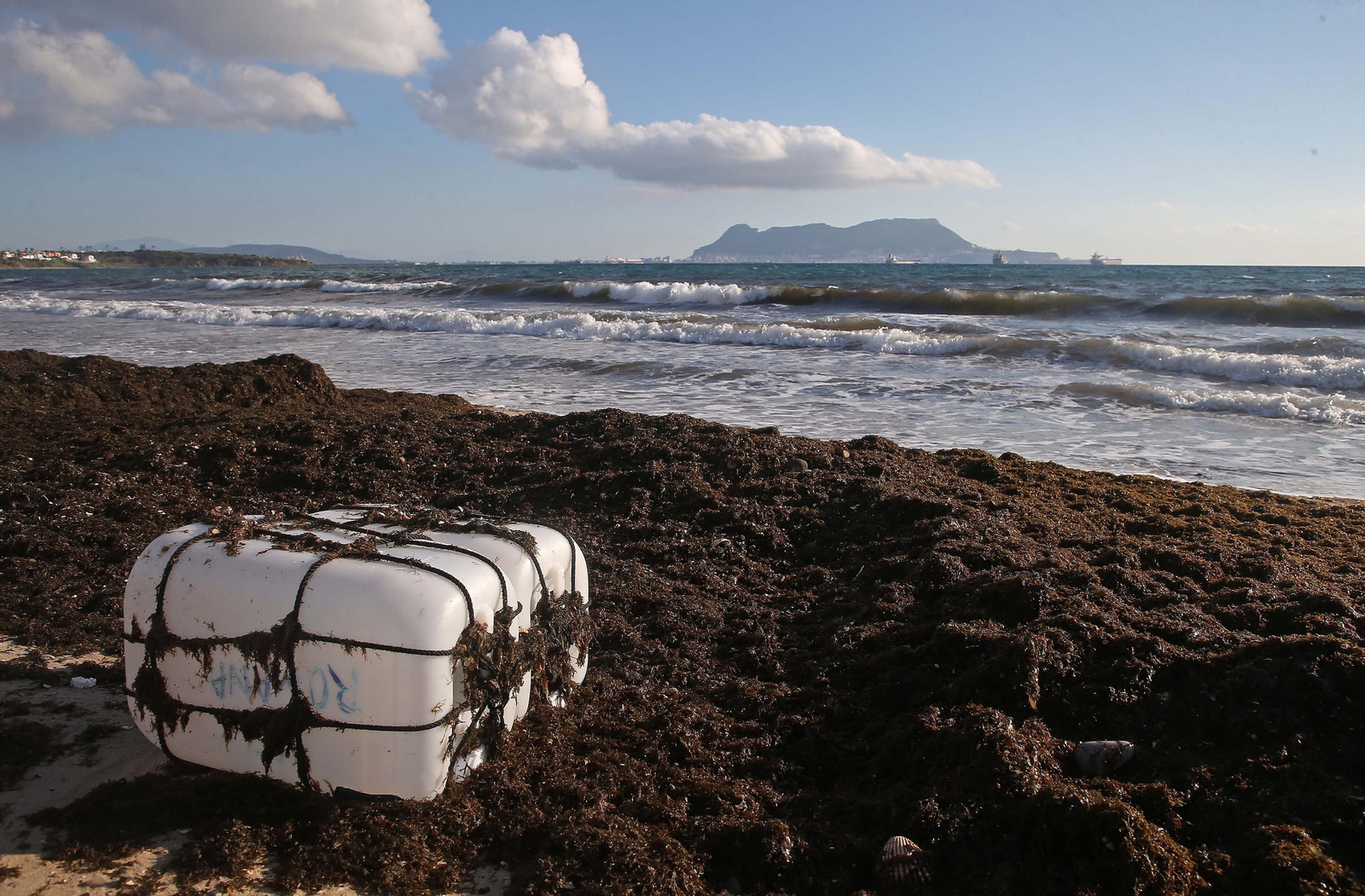 Fotos del alga invasora en la playa de Getares