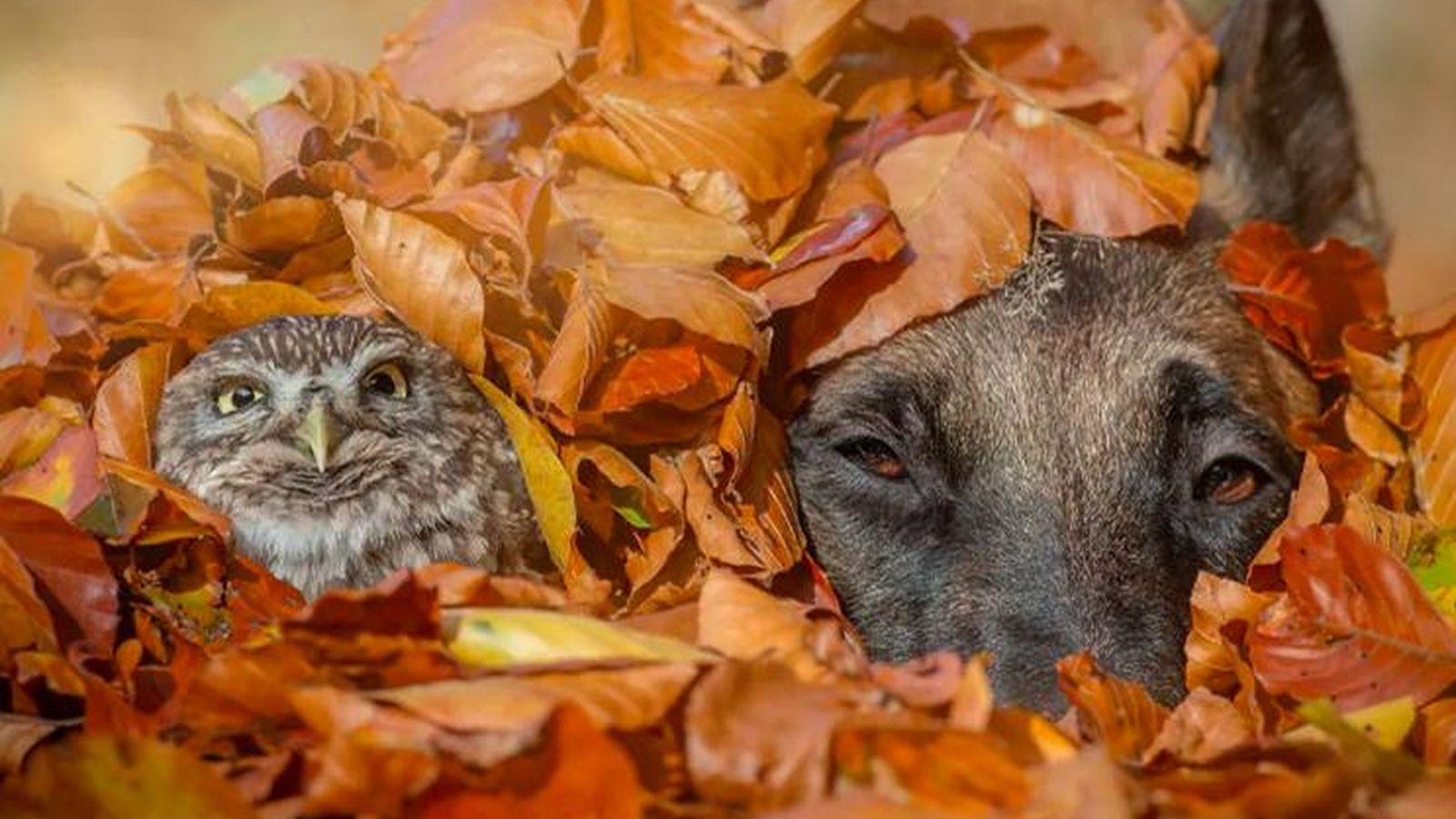 Sesión fotográfica de Ingo y los búhos
